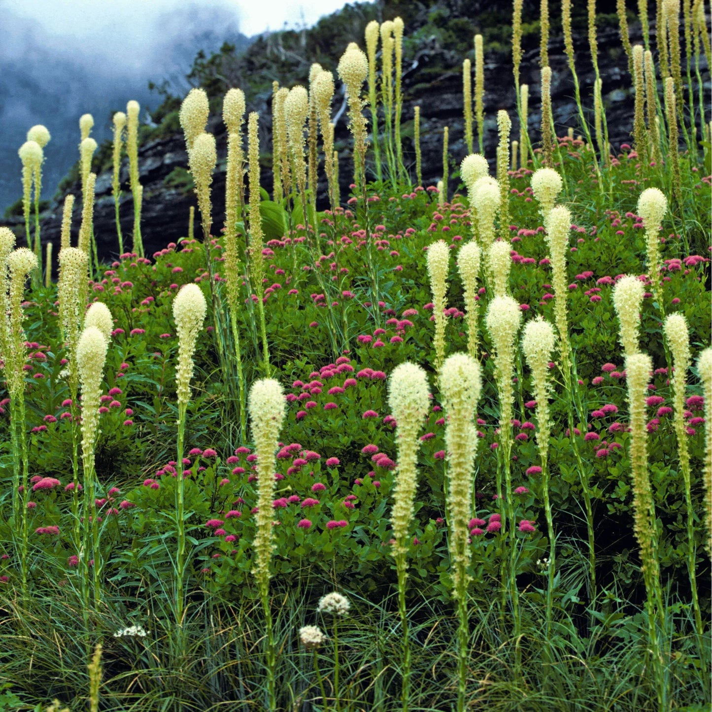 Bear Grass – 50 Seeds