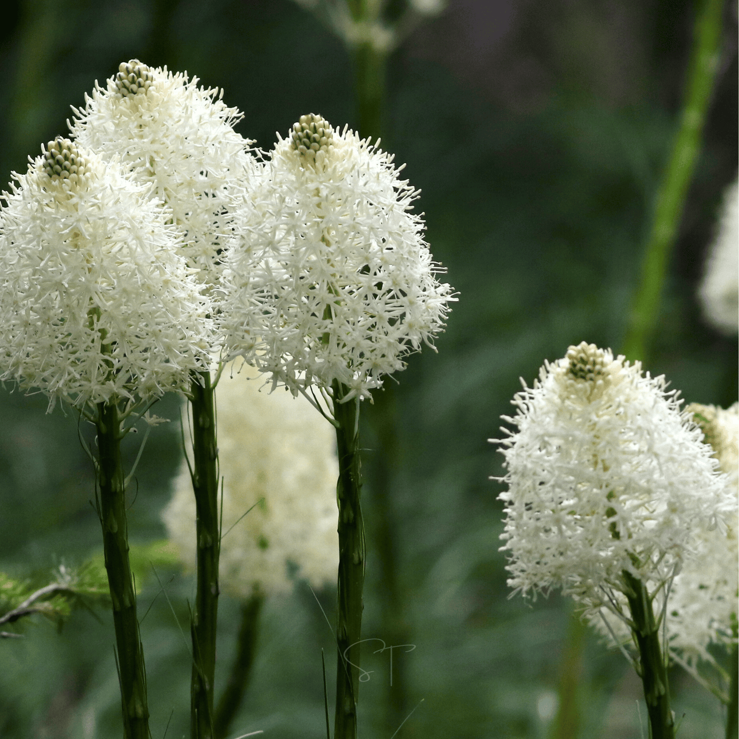 Bear Grass – 50 Seeds