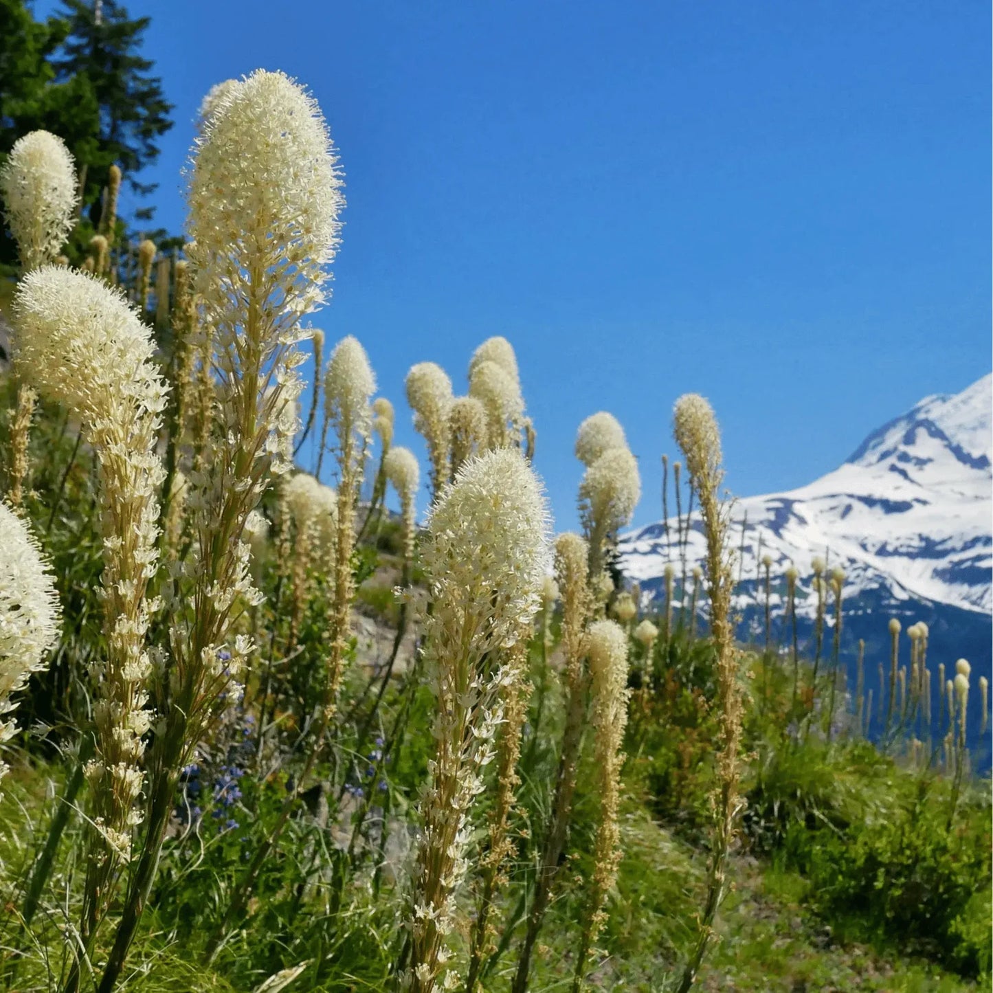 Bear Grass – 50 Seeds