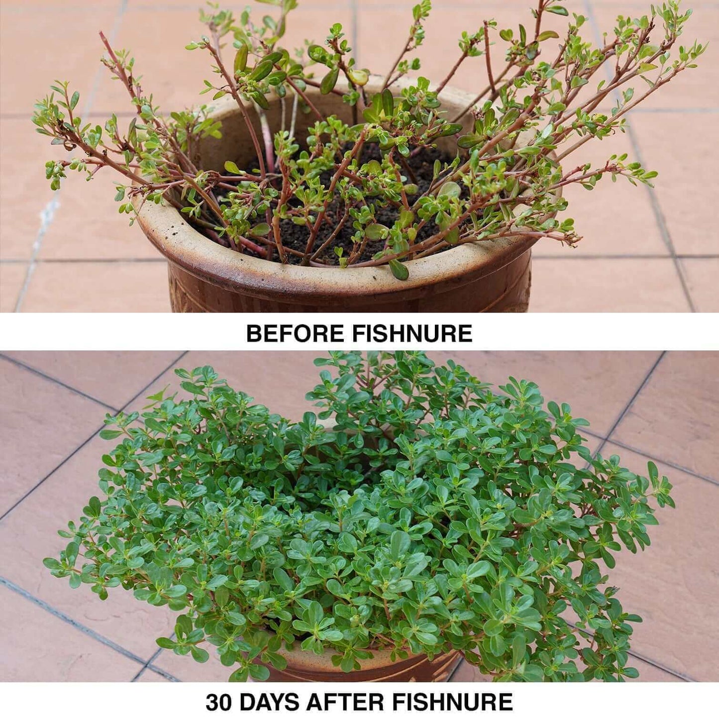 Fishnure 1 pound convenience pack - one pot one bag - Odorless Organic Humus Compost Fish Manure Fertilizer