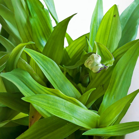 Beijing Grass (Murdannia loriformis)