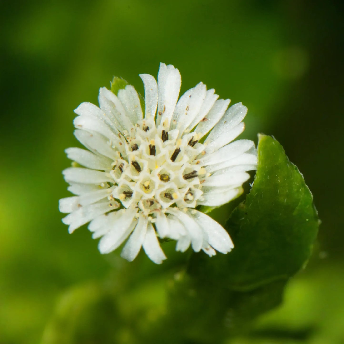 Bhringraj (Eclipta prostrata, syn, Eclipta alba)
