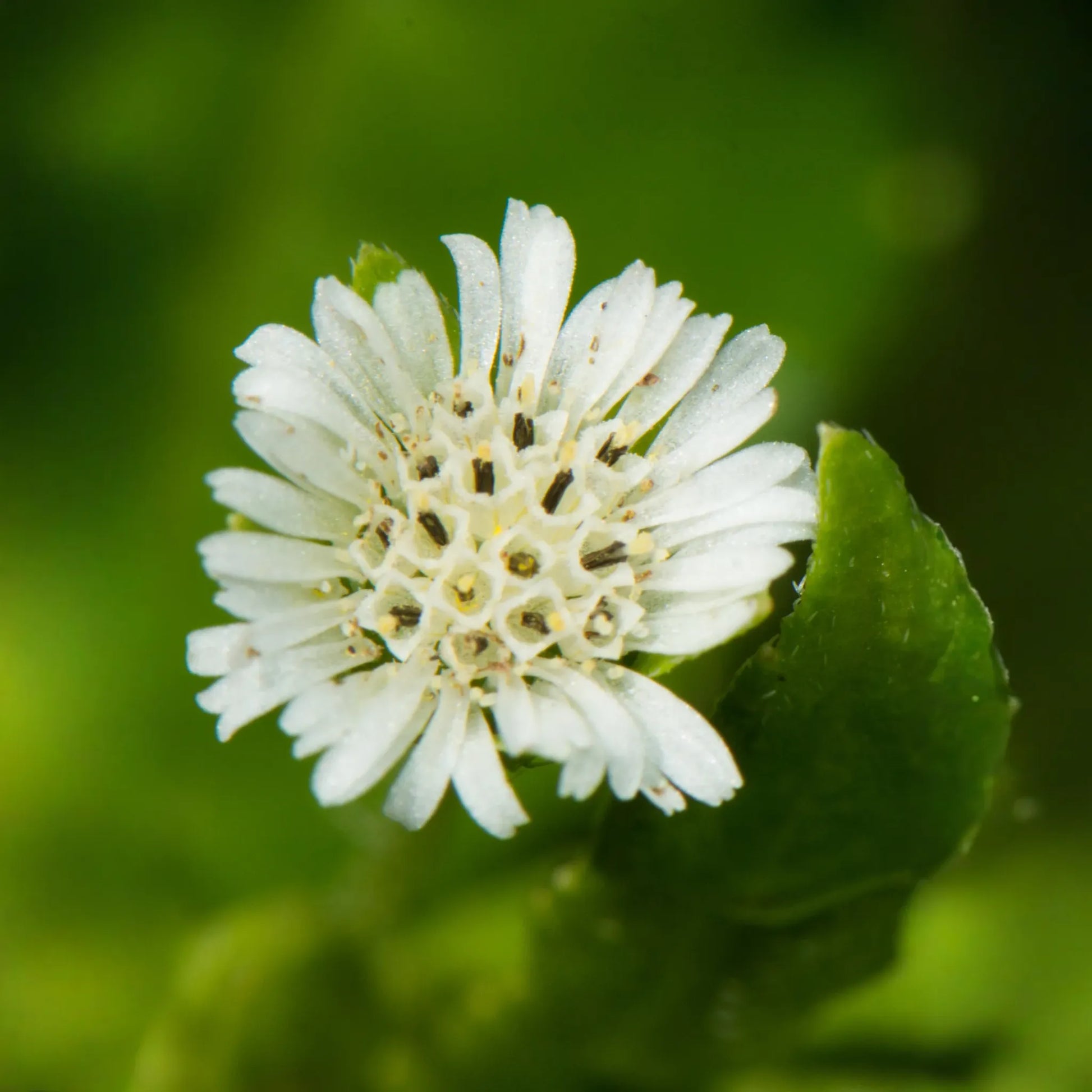 Bhringraj (Eclipta prostrata, syn, Eclipta alba)