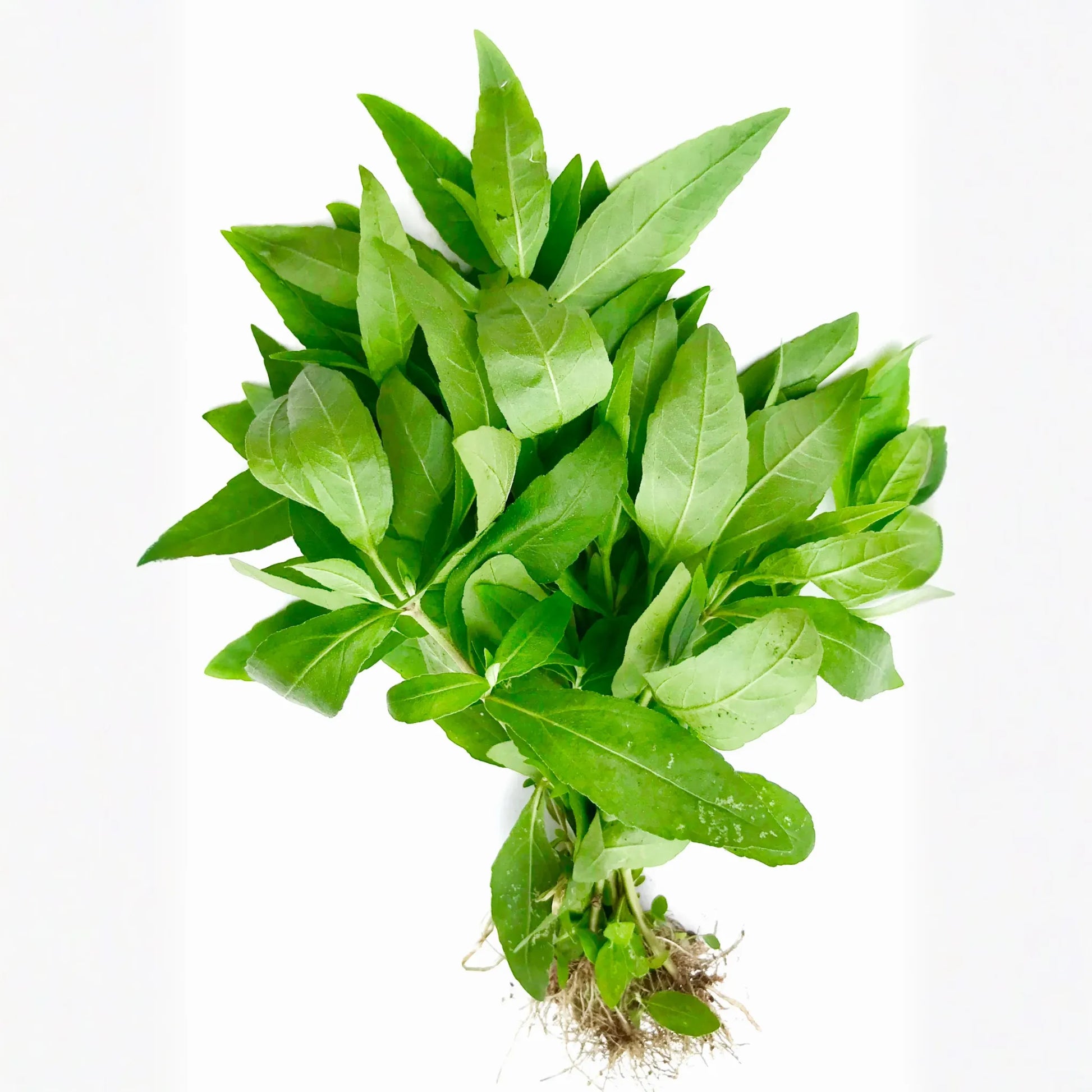 Bhringraj (Eclipta prostrata, syn, Eclipta alba)