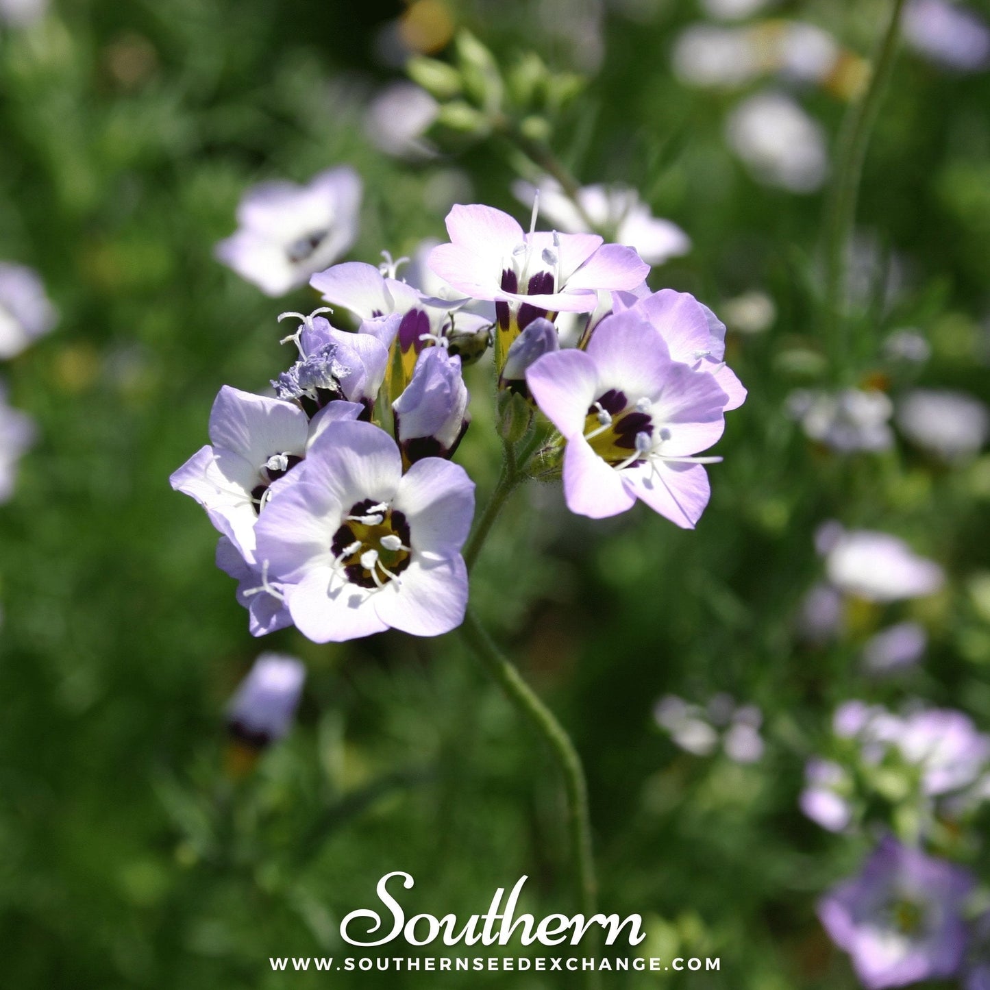 Bird's Eye – 100 Seeds