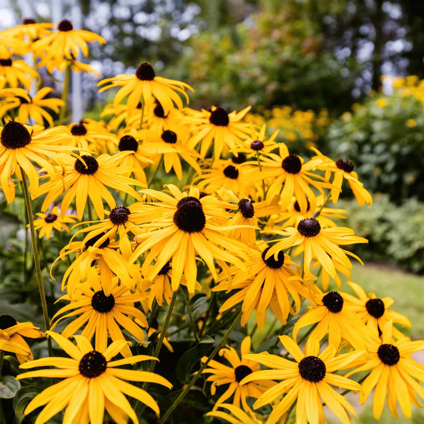 Black Eyed Susans – 100 Seeds