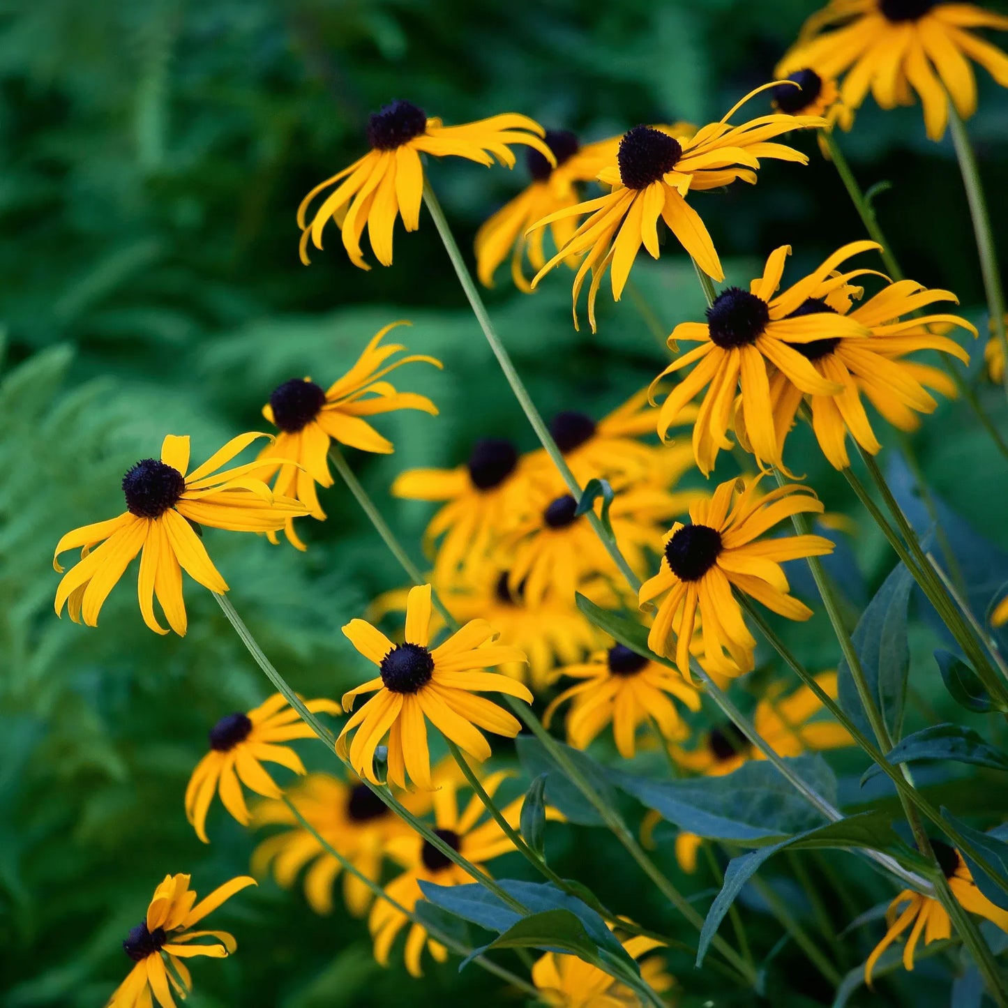 Black Eyed Susans – 100 Seeds