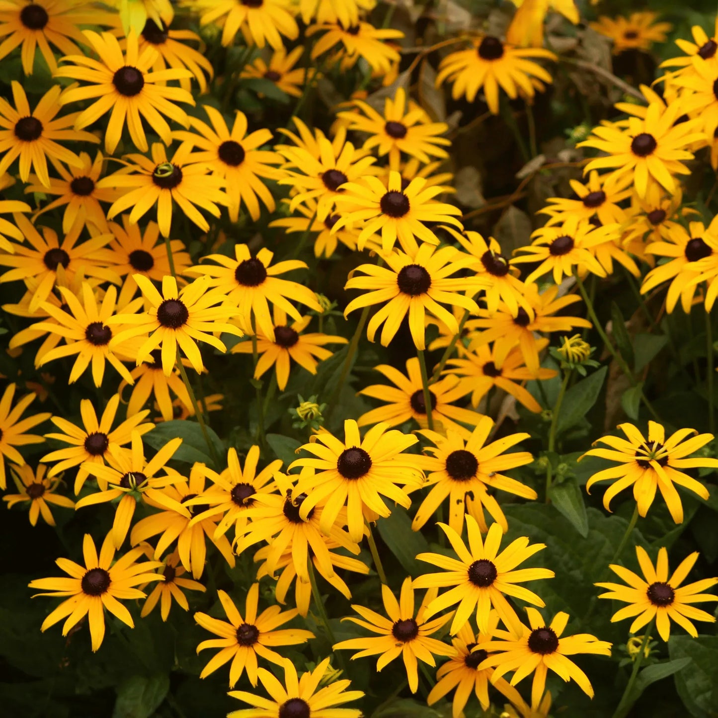 Black Eyed Susans – 100 Seeds