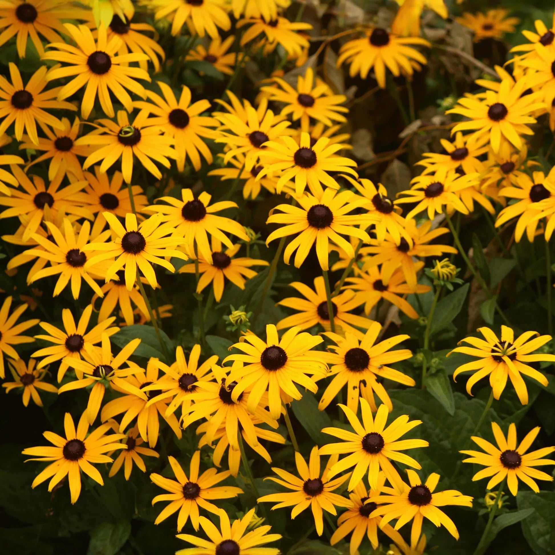 Black Eyed Susans – 100 Seeds