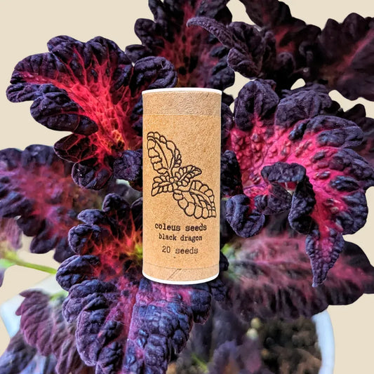 Black Dragon Coleus Seeds