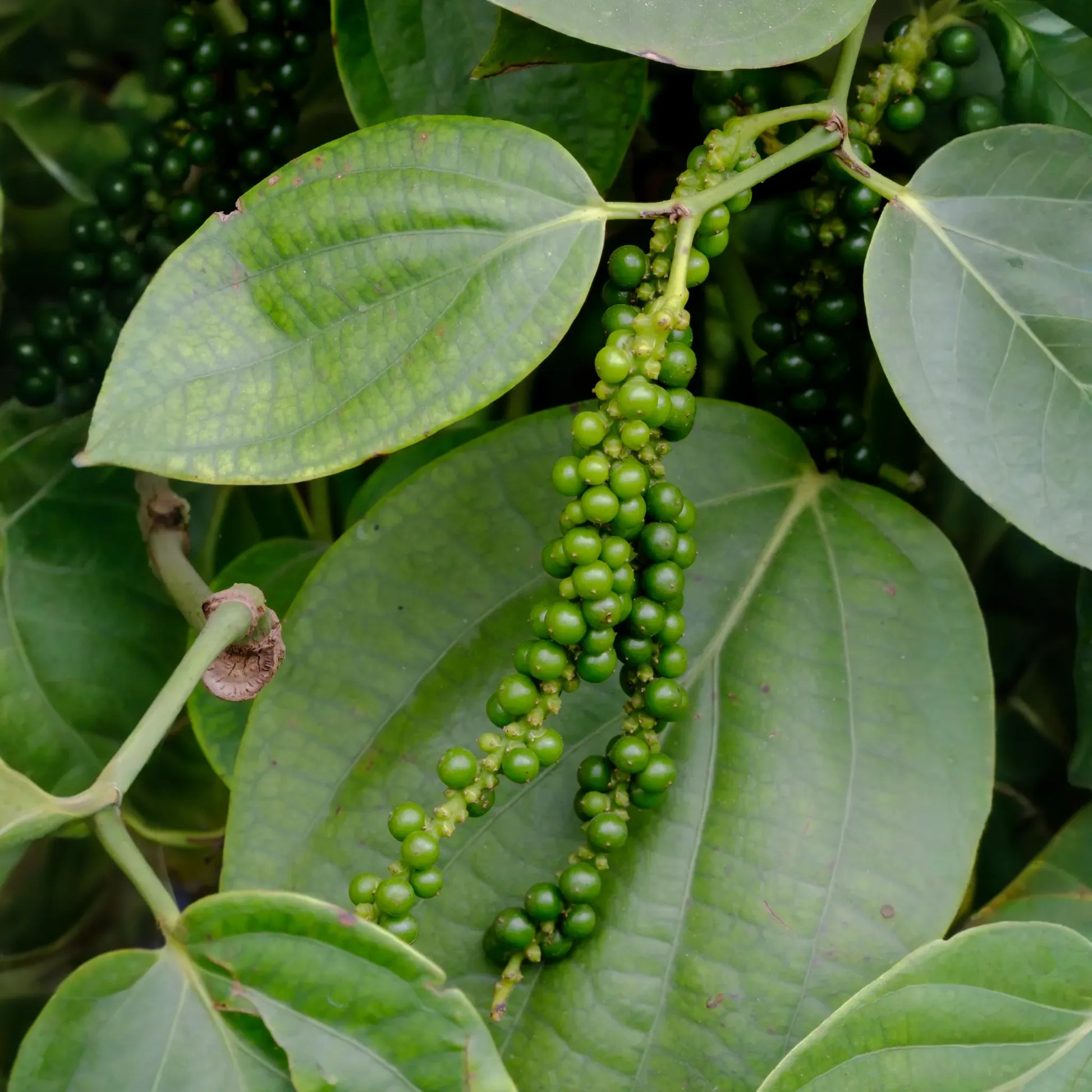 Black Pepper Vine (Piper nigrum)
