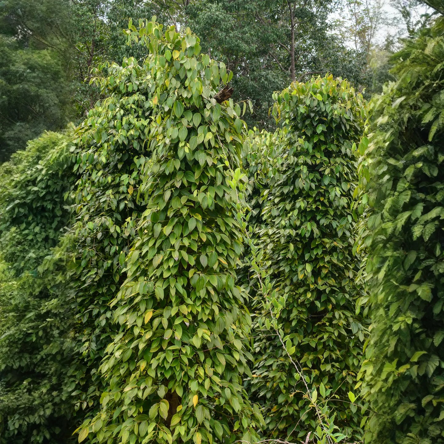 Black Pepper Vine (Piper nigrum)