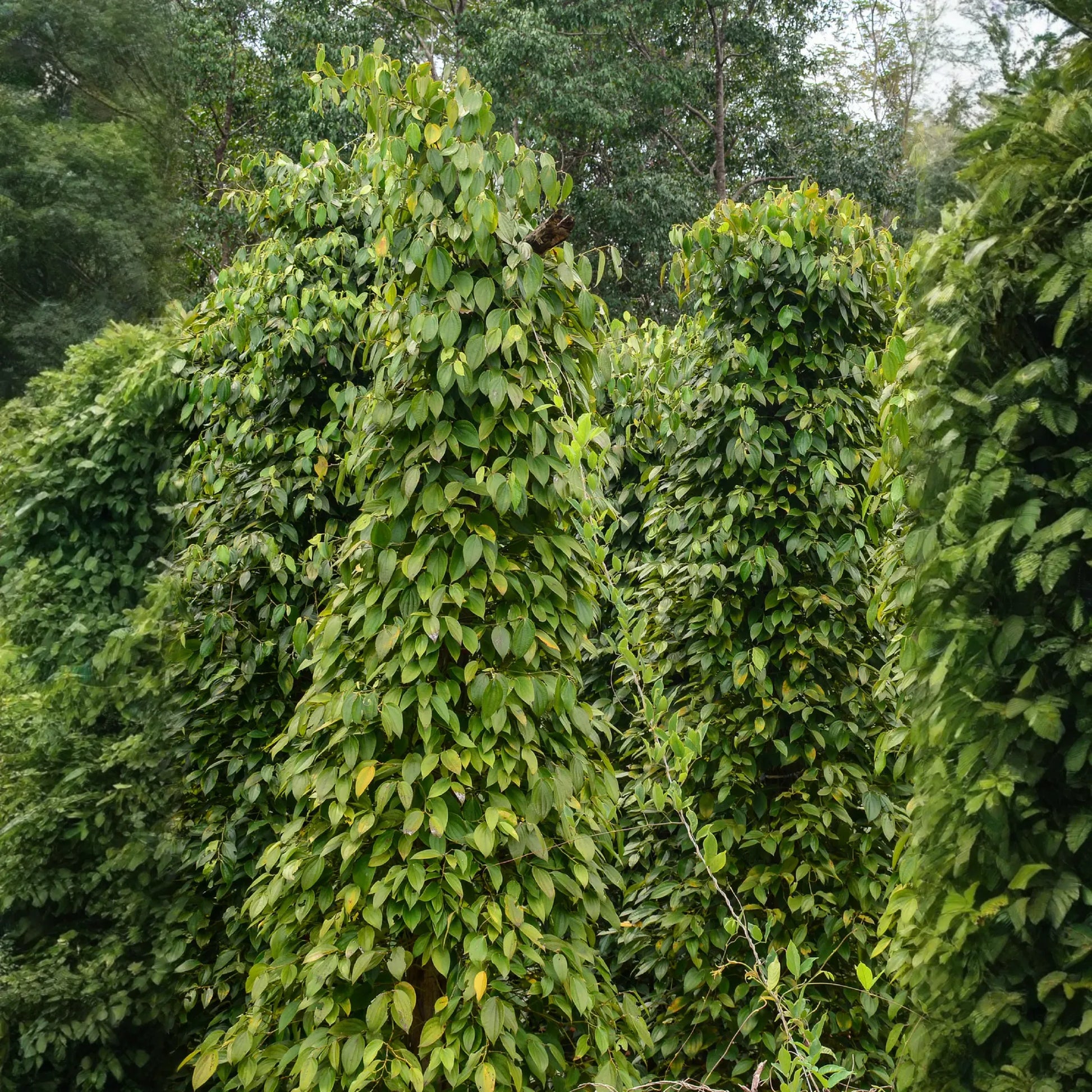 Black Pepper Vine (Piper nigrum)