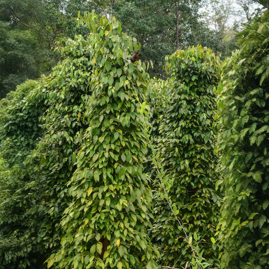Black Pepper Vine (Piper nigrum)