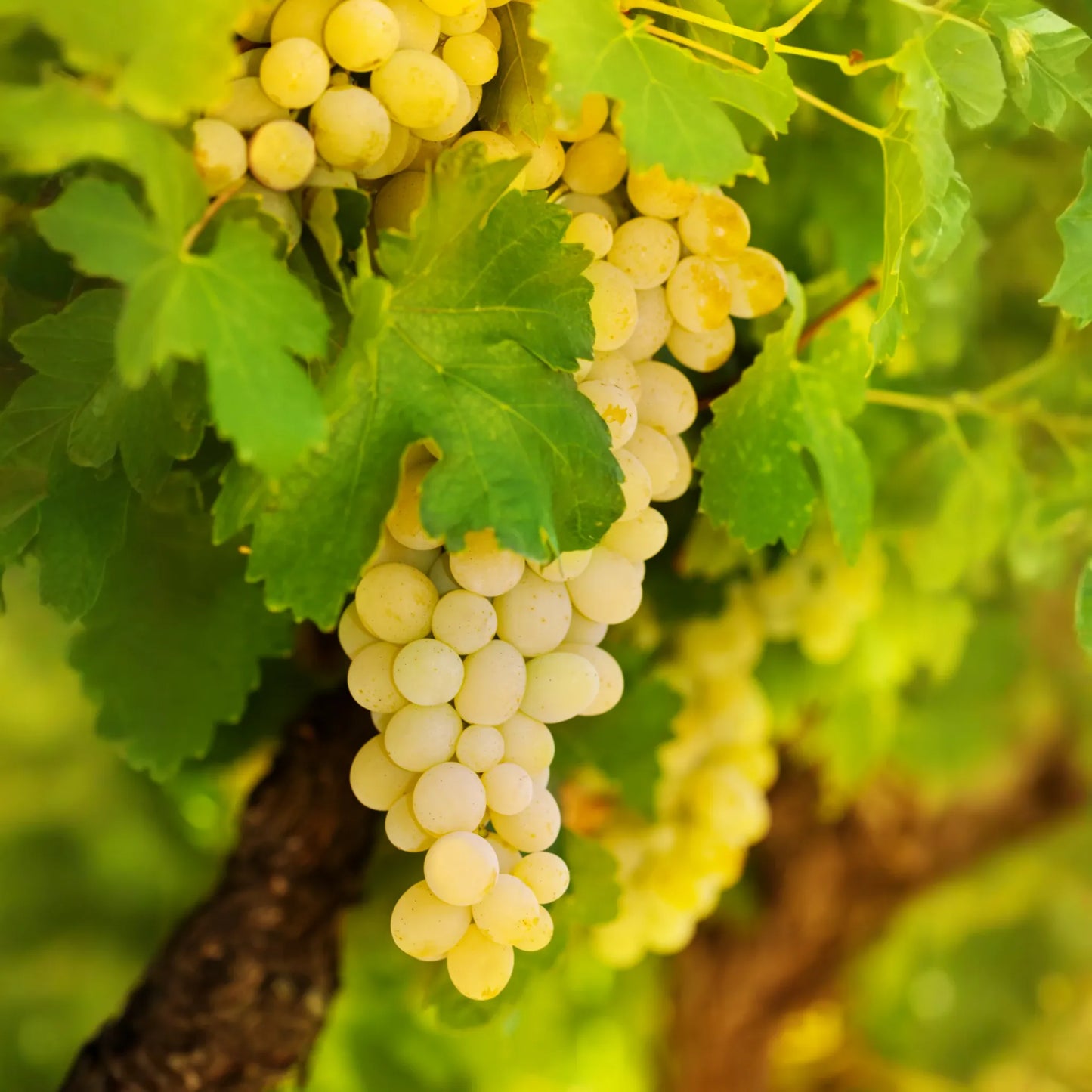 Grape 'Blanc du Bois' (Vitis vinifera)