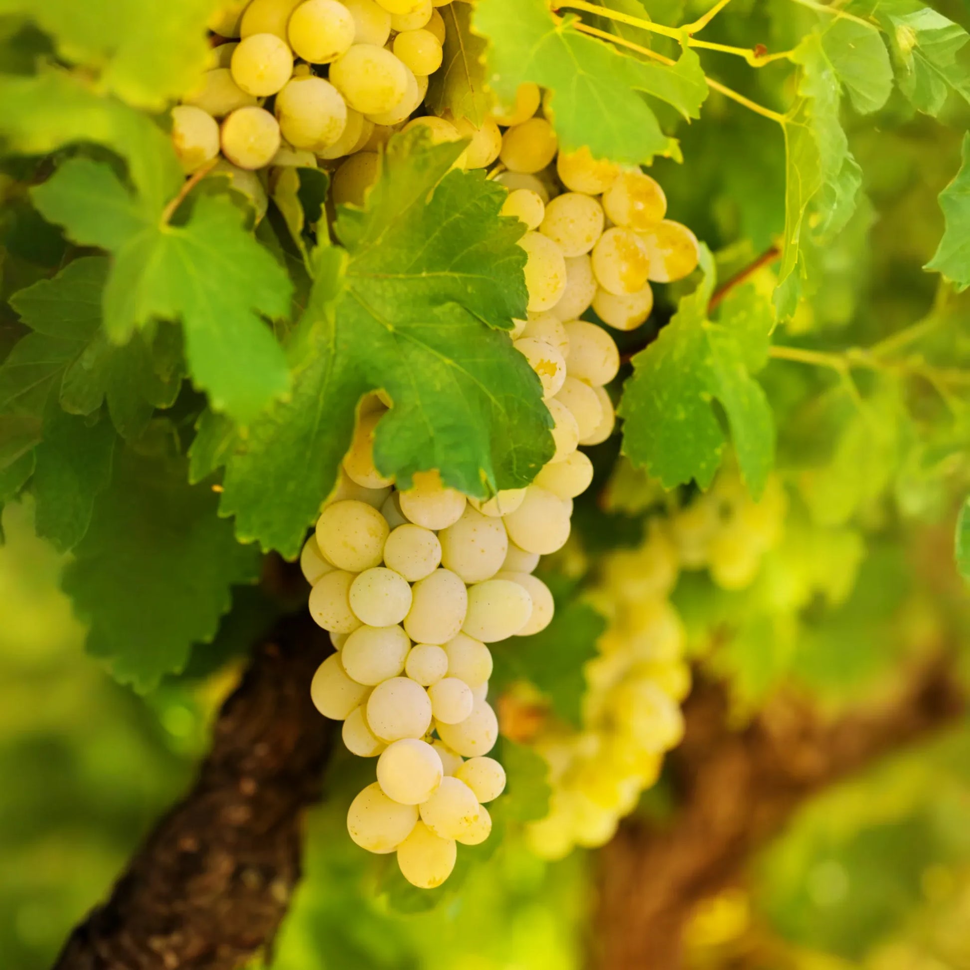 Grape 'Blanc du Bois' (Vitis vinifera)