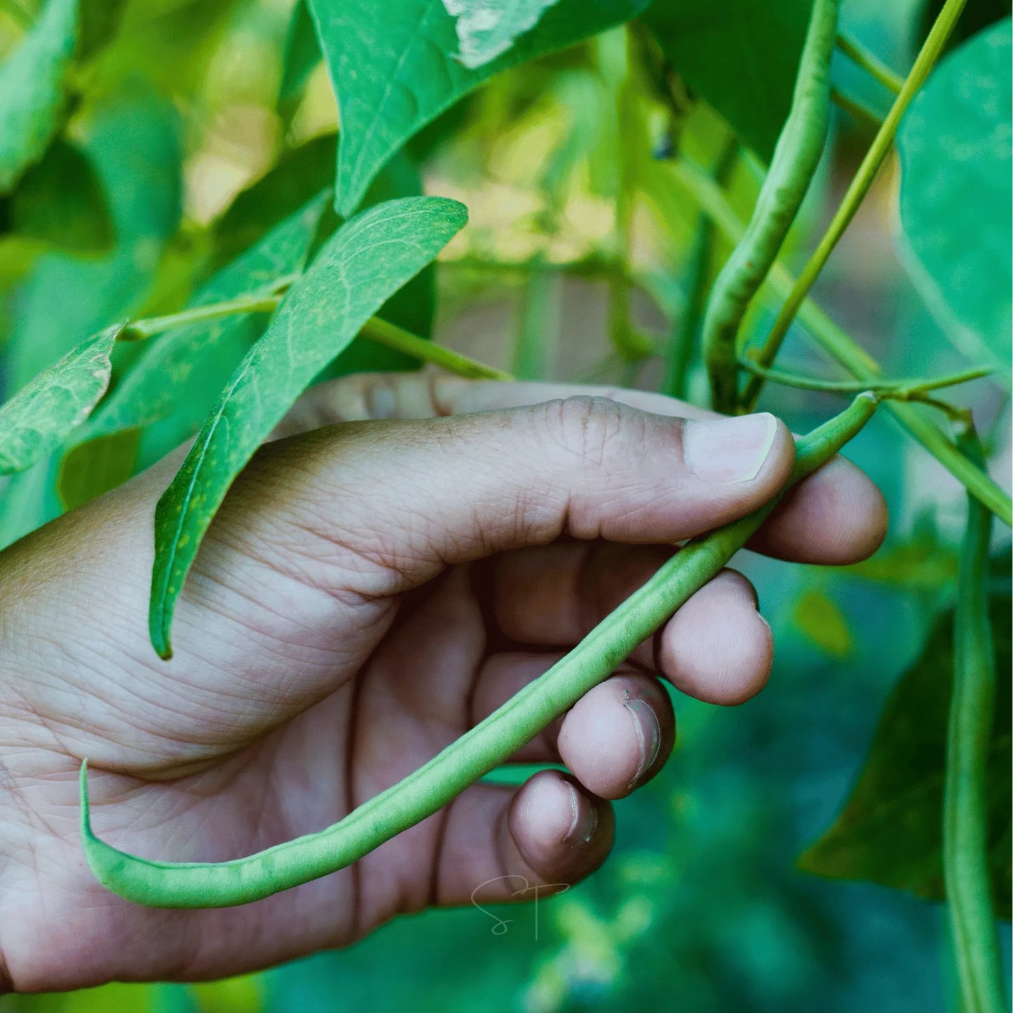 Blue Lake Bean (Pole) – 50 Seeds