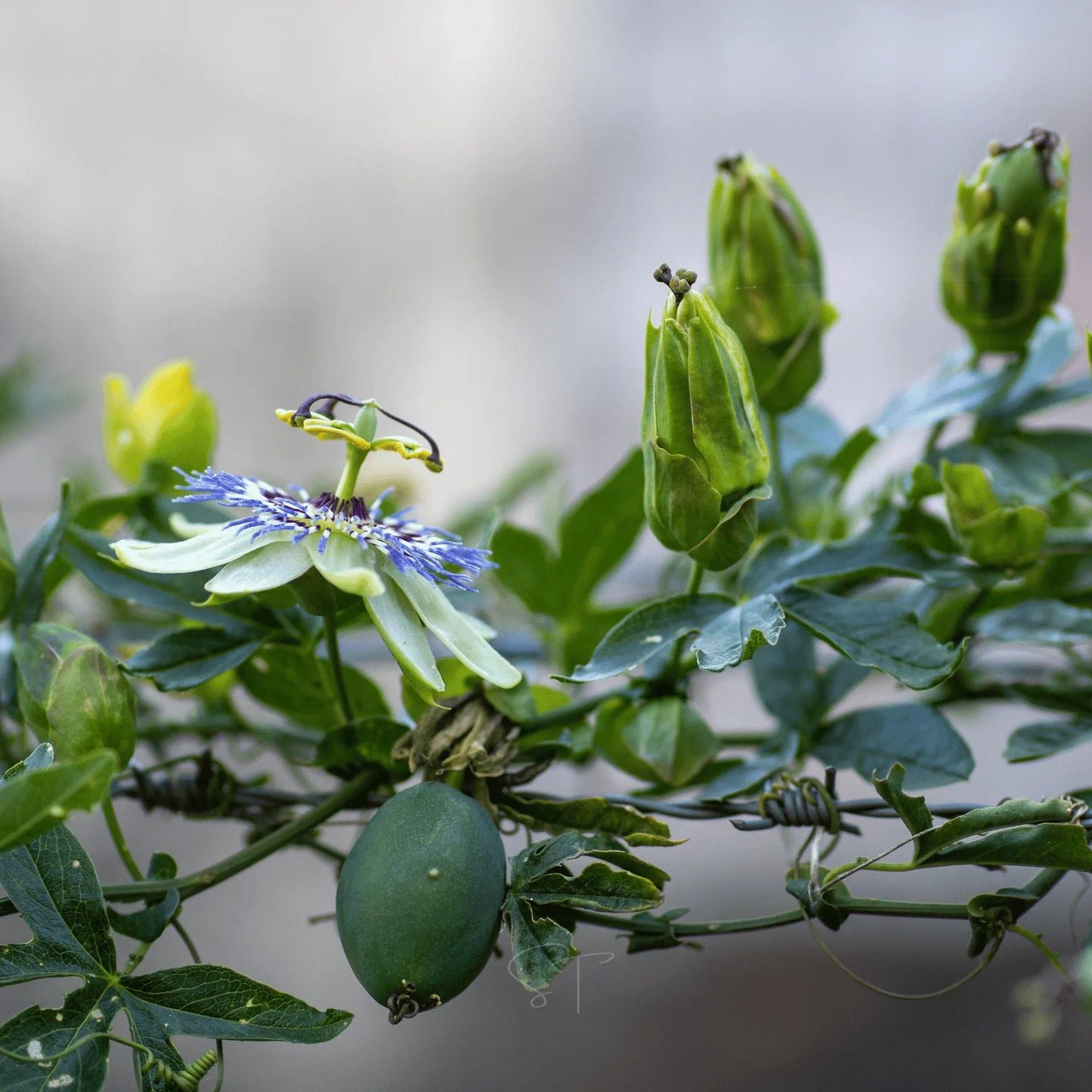 Blue Passionflower – 20 Seeds