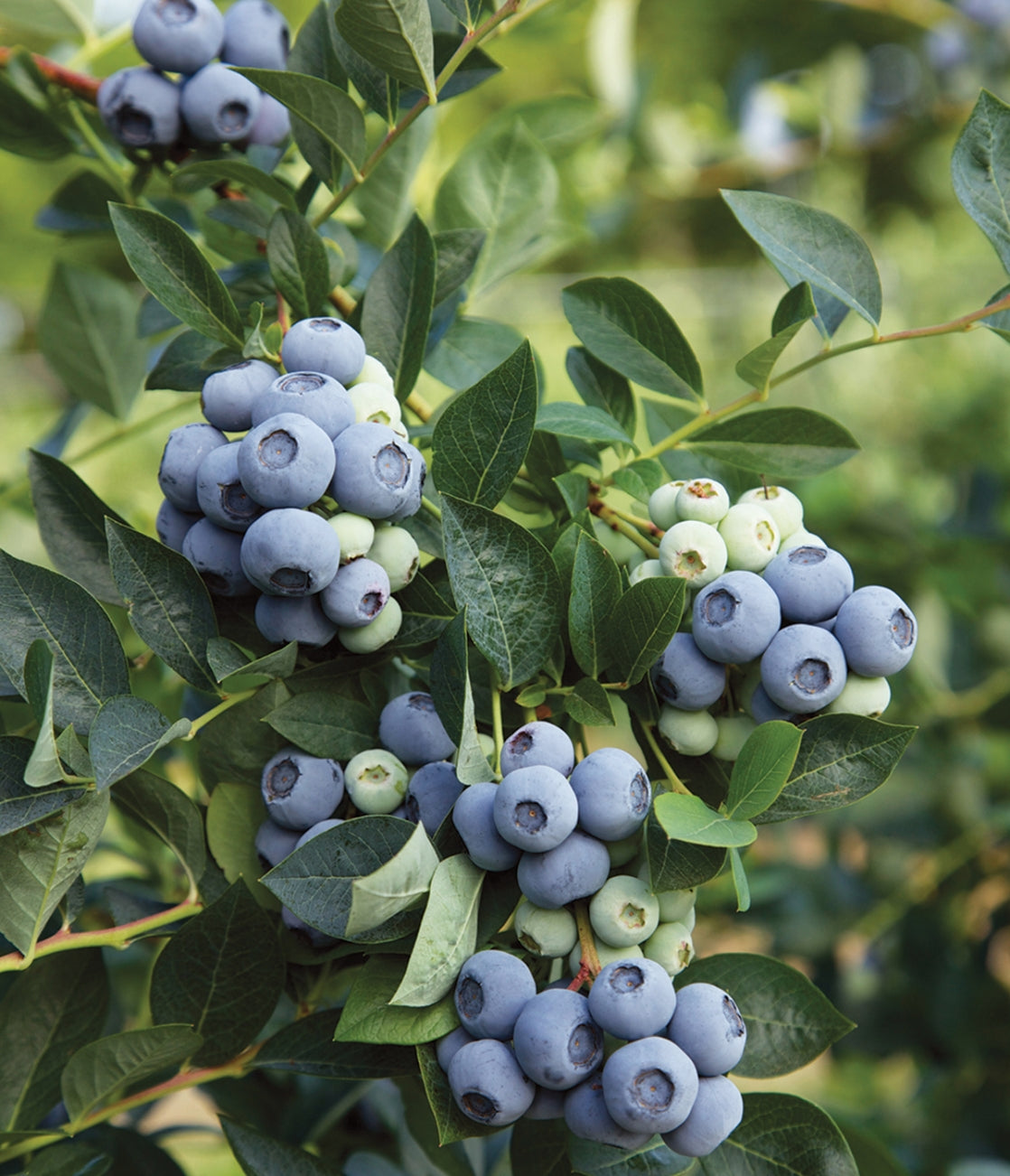 Blueberry, Northern Highbush 'Blue Ribbon' (2-year, 16-20 inch, 1-liter)