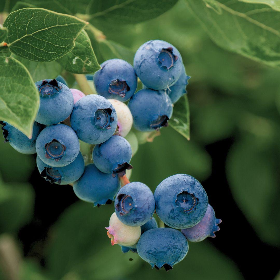 Emerald Blueberry (Mid Harvest)