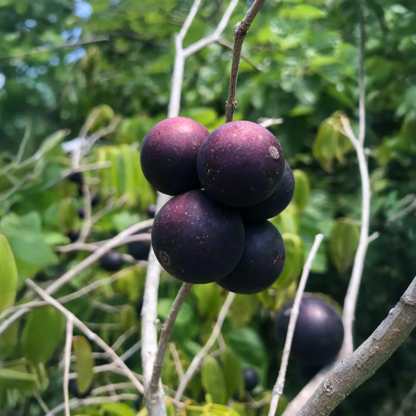 Blue Grape (Myrciaria vexator)
