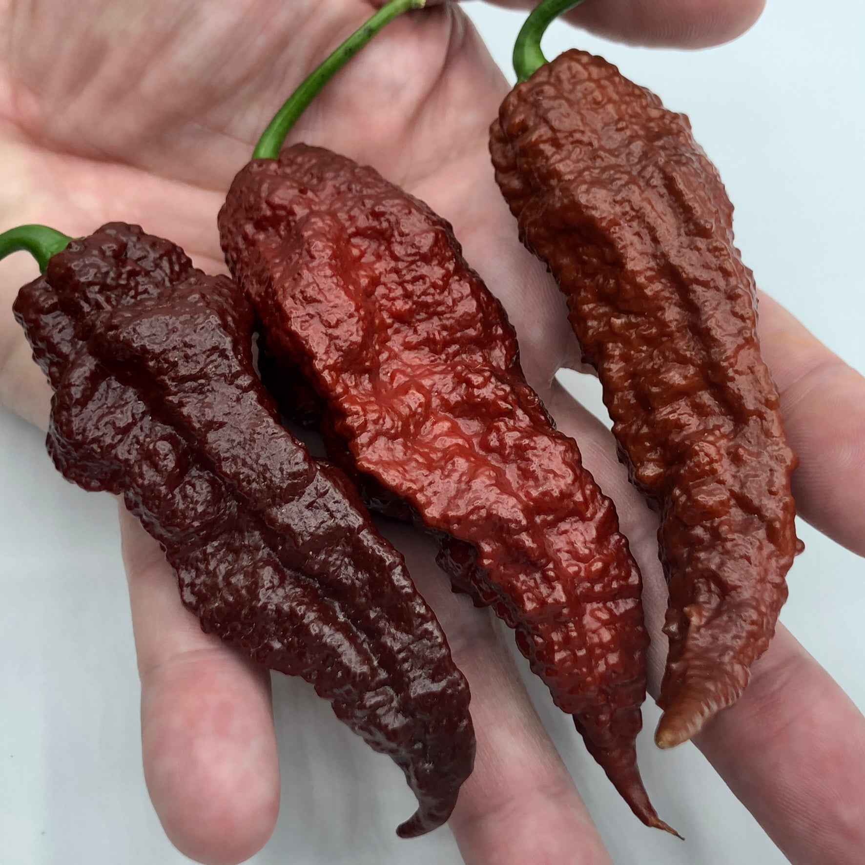 Scorpion x Douglah - Seeds - Bohica Pepper Hut - Little Red General Store