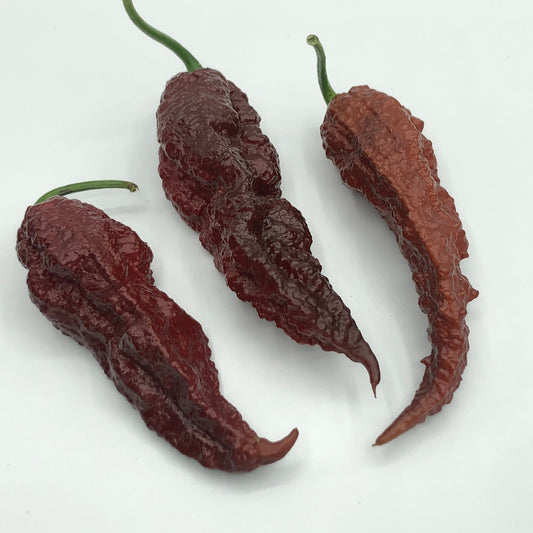 Scorpion x Douglah - Seeds - Bohica Pepper Hut - Little Red General Store