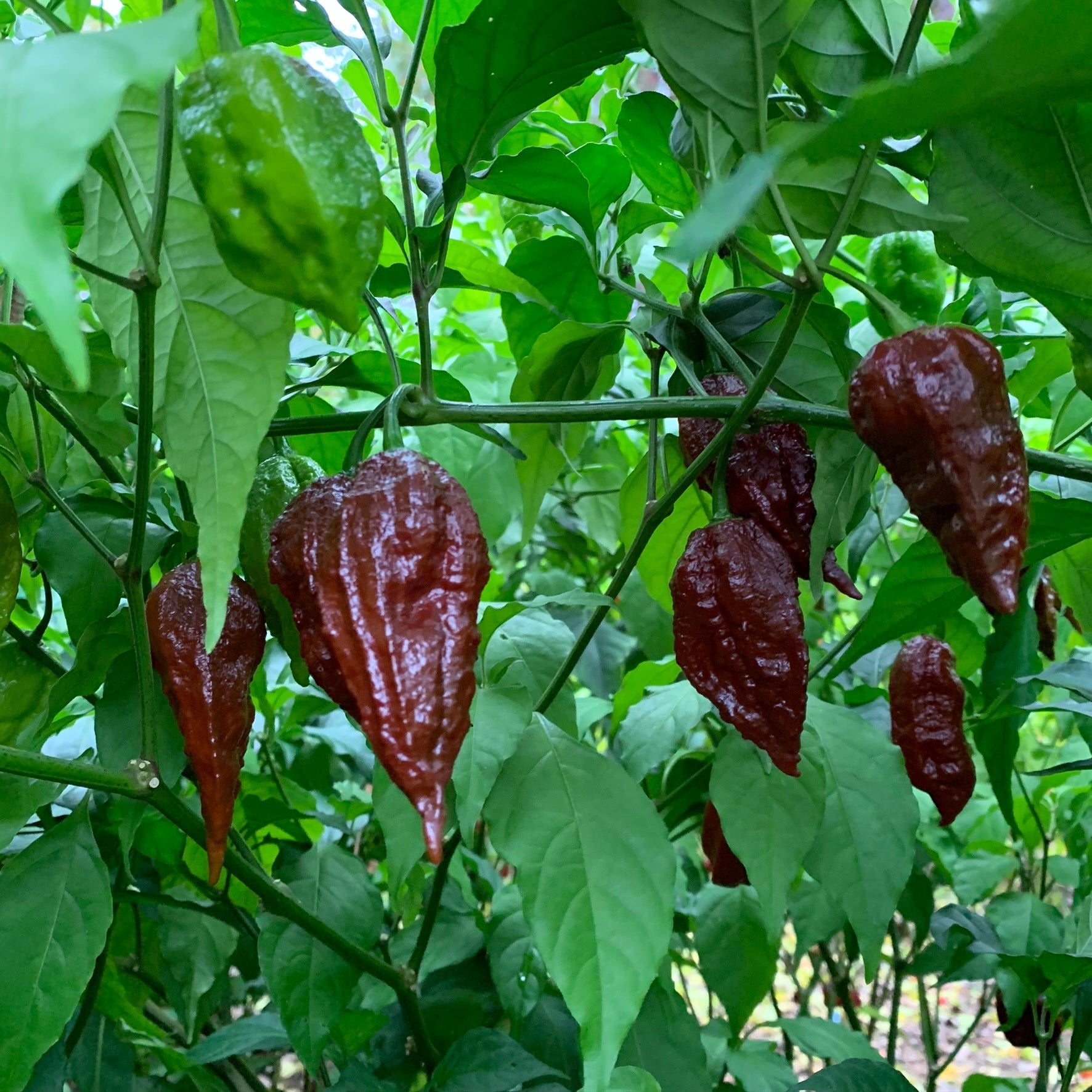 Scorpion x Douglah - Seeds - Bohica Pepper Hut - Little Red General Store