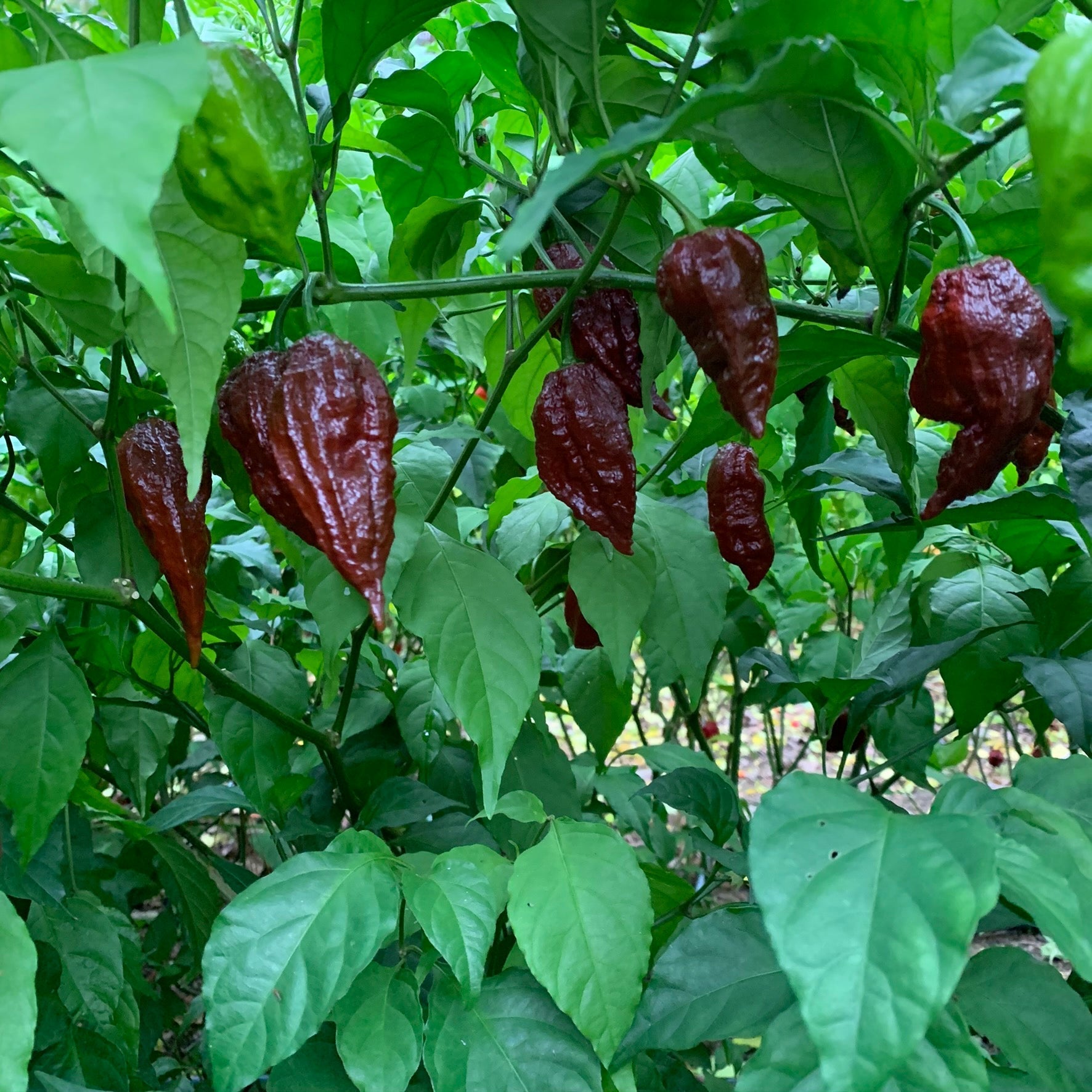 Scorpion x Douglah - Seeds - Bohica Pepper Hut - Little Red General Store