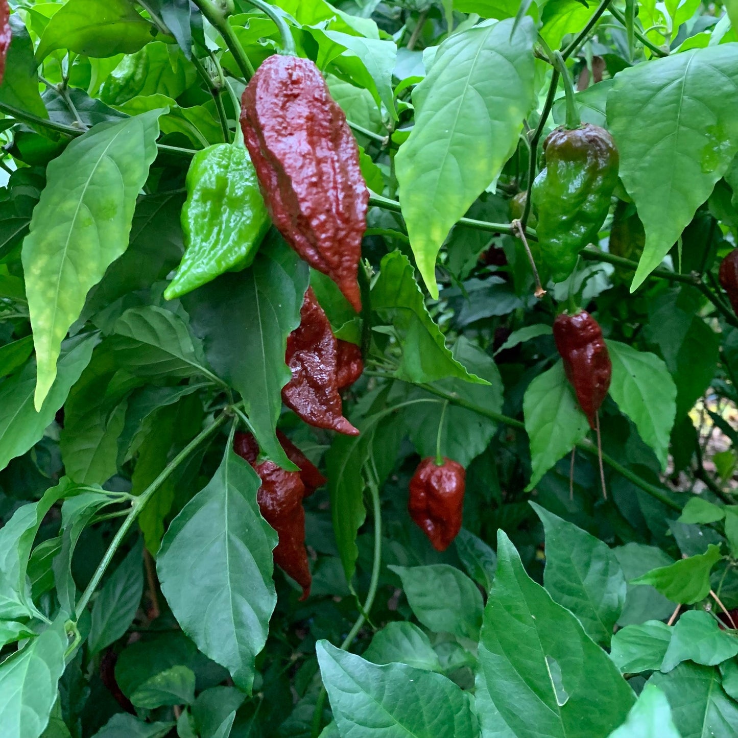 Scorpion x Douglah - Seeds - Bohica Pepper Hut - Little Red General Store
