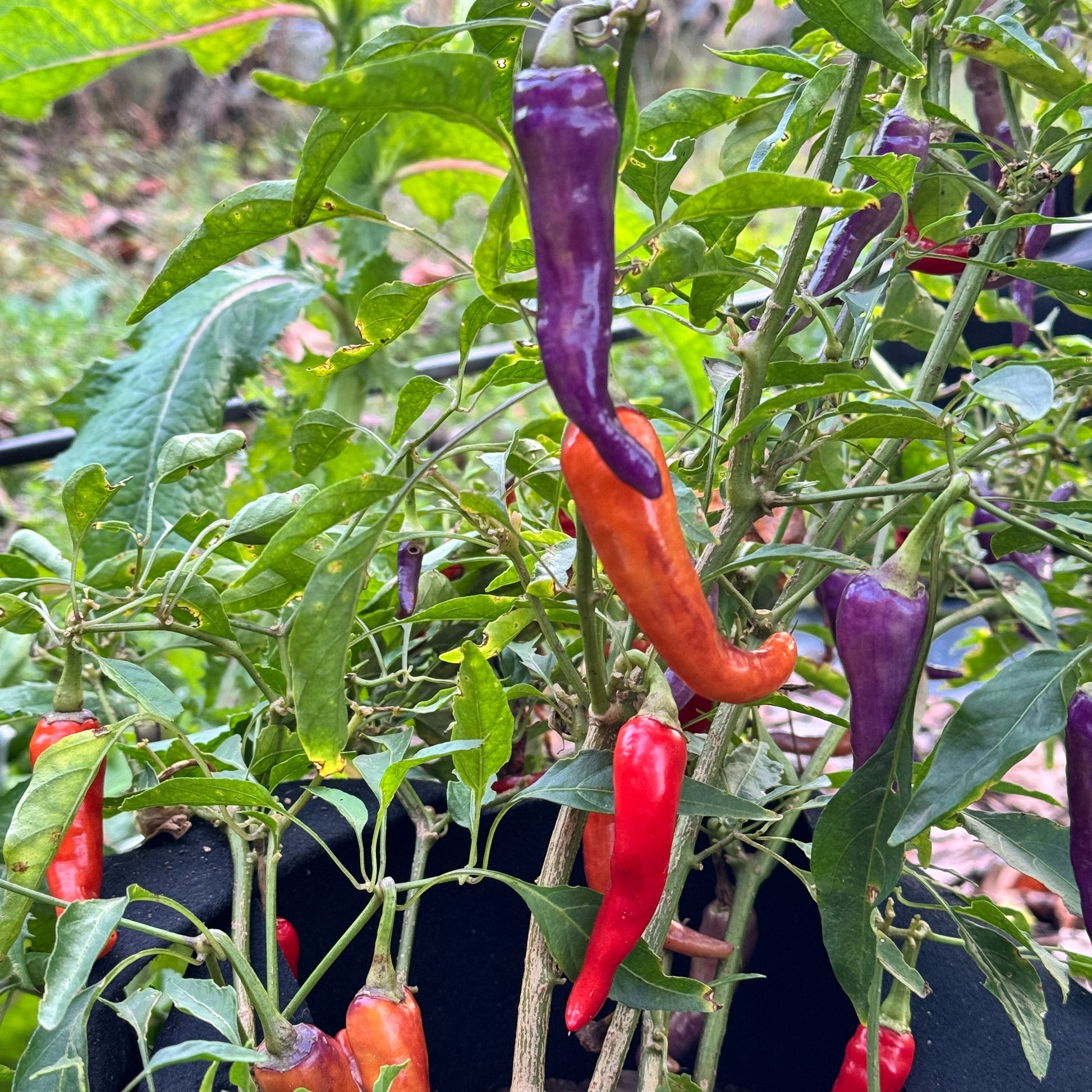 Buena Mulata - Seeds - Bohica Pepper Hut - Little Red General Store