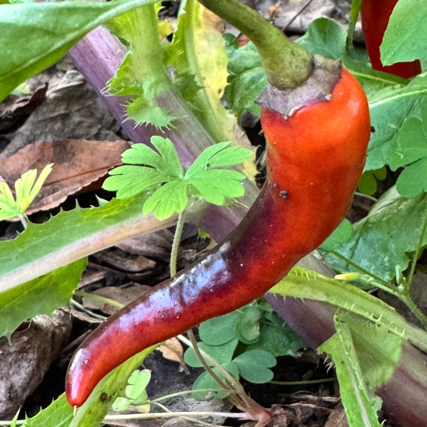 Buena Mulata - Seeds - Bohica Pepper Hut - Little Red General Store