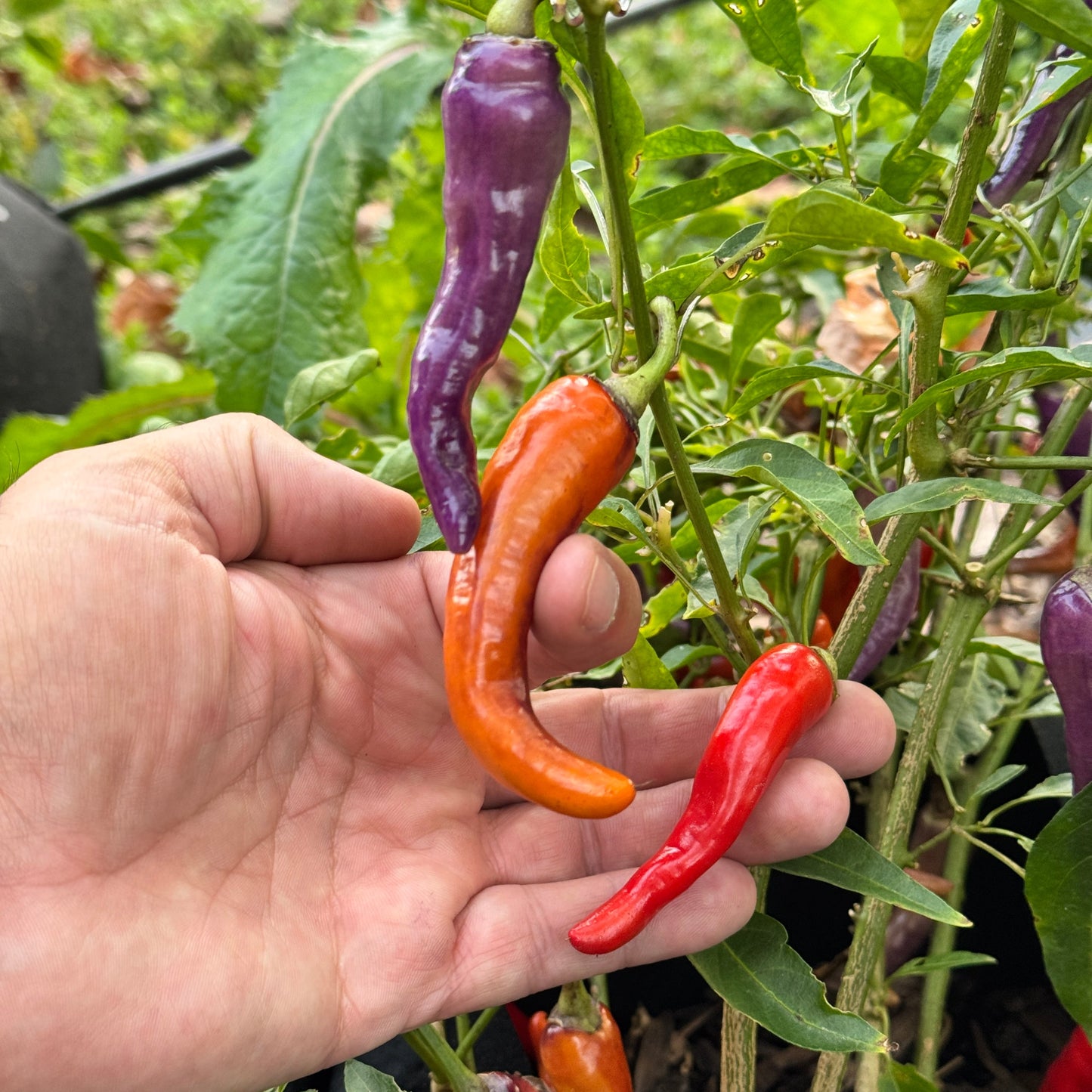 Buena Mulata - Seeds - Bohica Pepper Hut - Little Red General Store