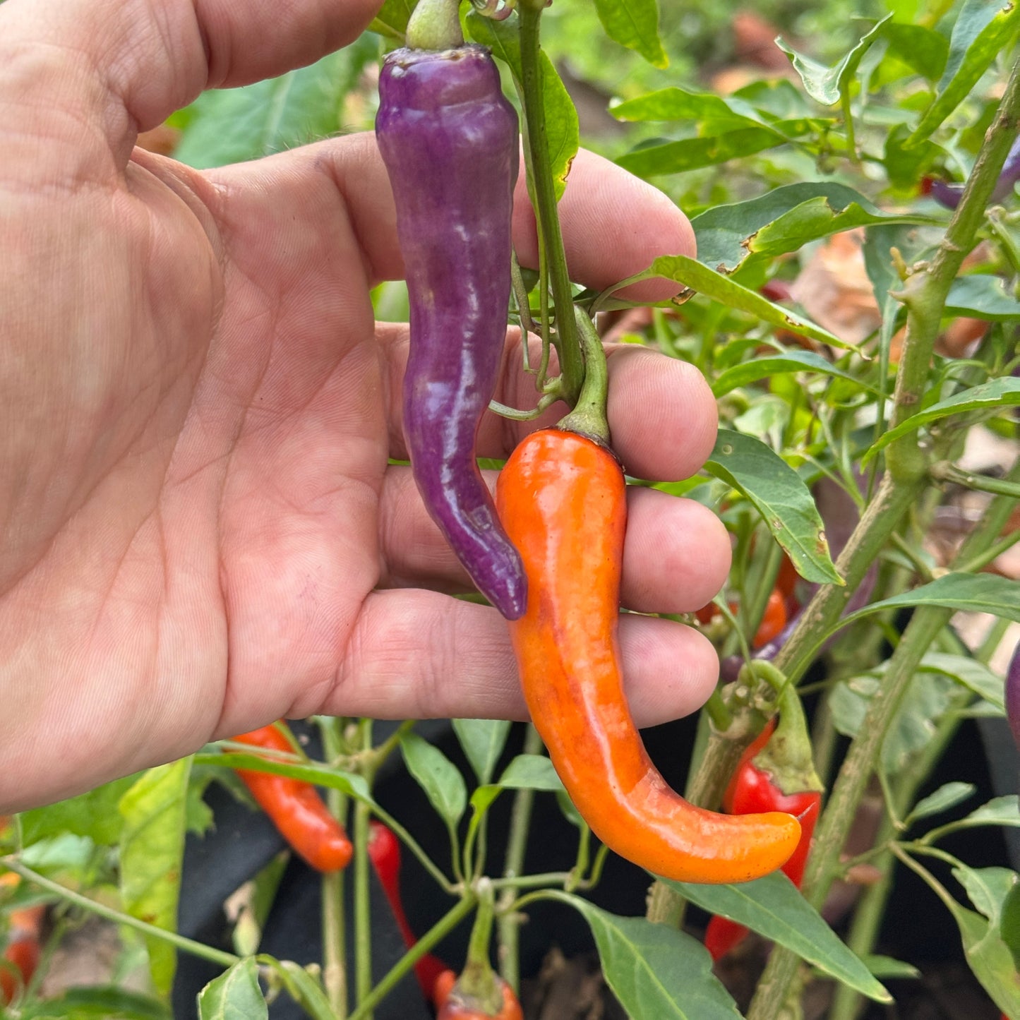 Buena Mulata - Seeds - Bohica Pepper Hut - Little Red General Store