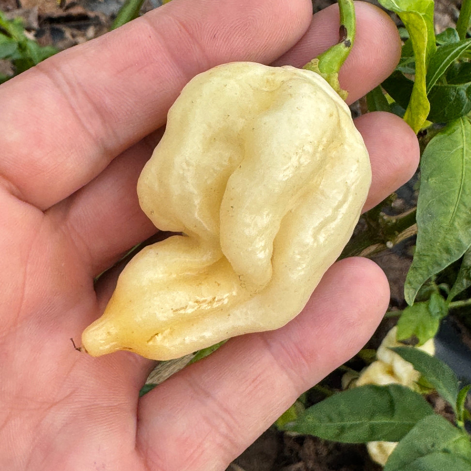 Giant White Scorpion - Seeds - Bohica Pepper Hut - Little Red General Store