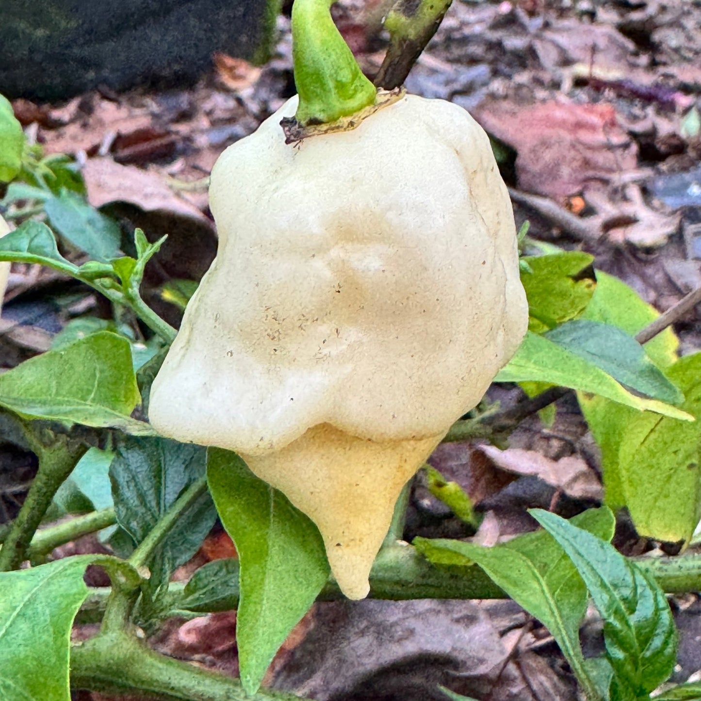 Giant White Scorpion - Seeds - Bohica Pepper Hut - Little Red General Store