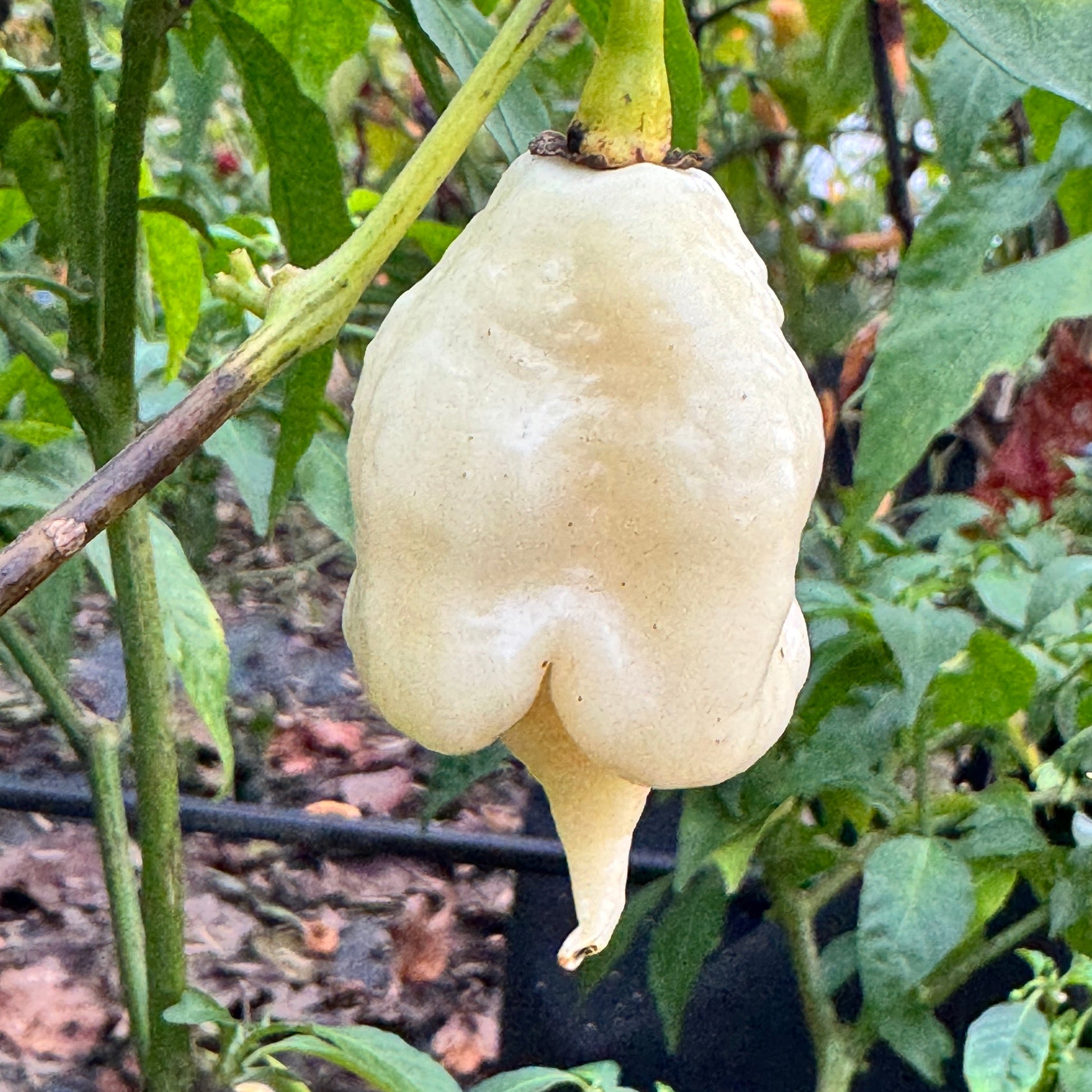 Giant White Scorpion - Seeds - Bohica Pepper Hut - Little Red General Store