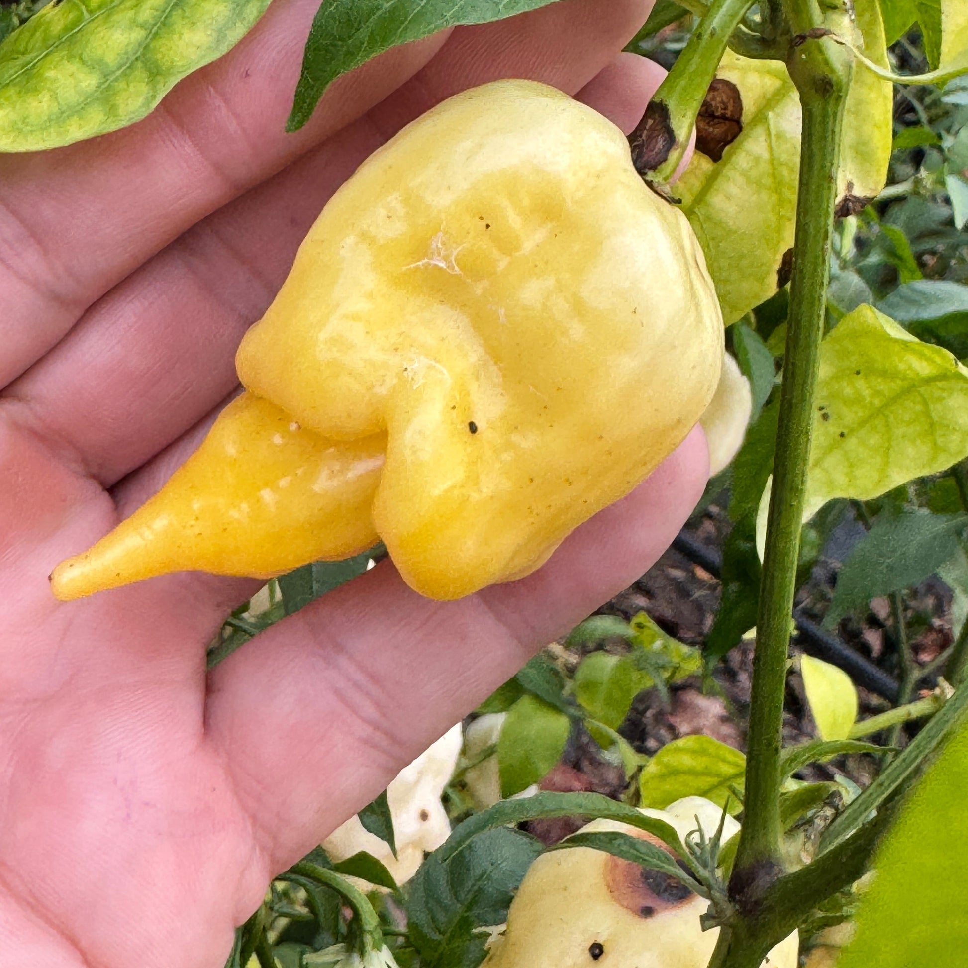 Giant White Scorpion - Seeds - Bohica Pepper Hut - Little Red General Store