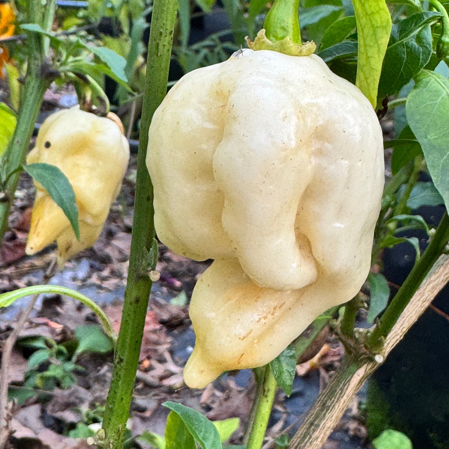 Giant White Scorpion - Seeds - Bohica Pepper Hut - Little Red General Store