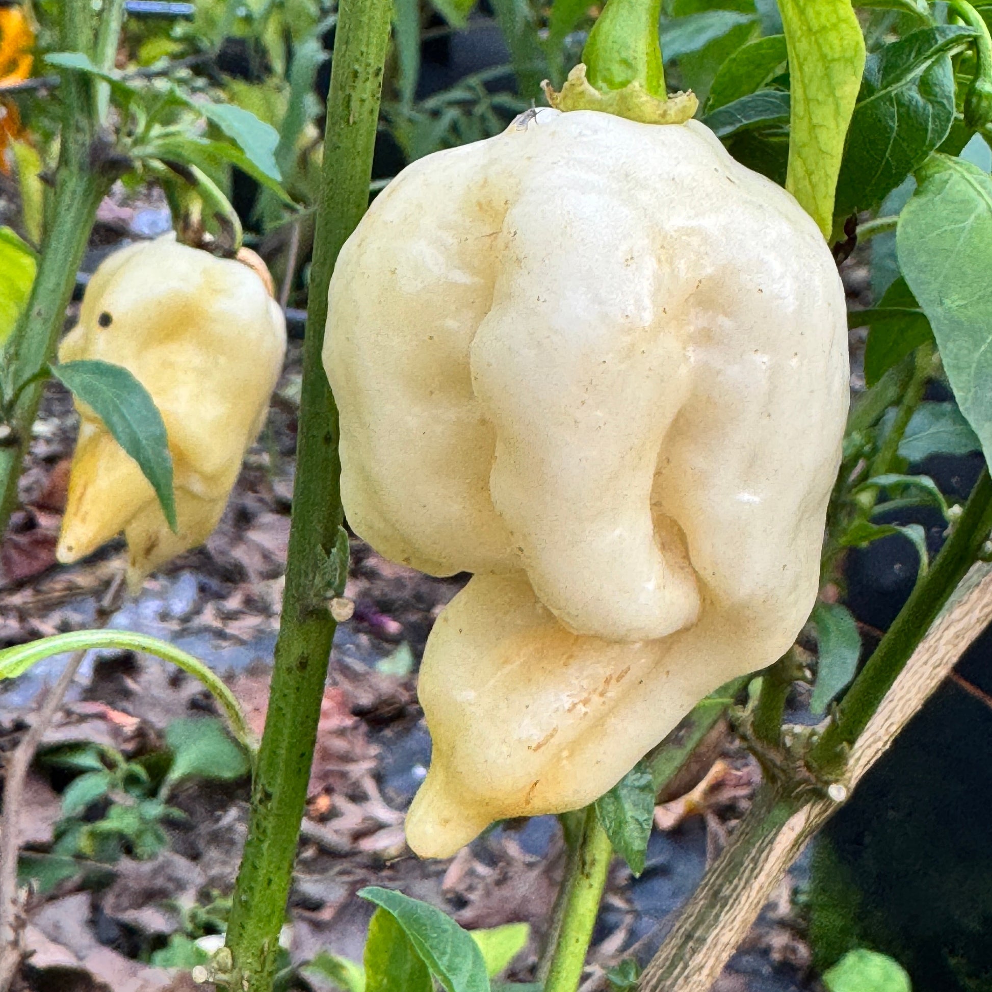 Giant White Scorpion - Seeds - Bohica Pepper Hut - Little Red General Store