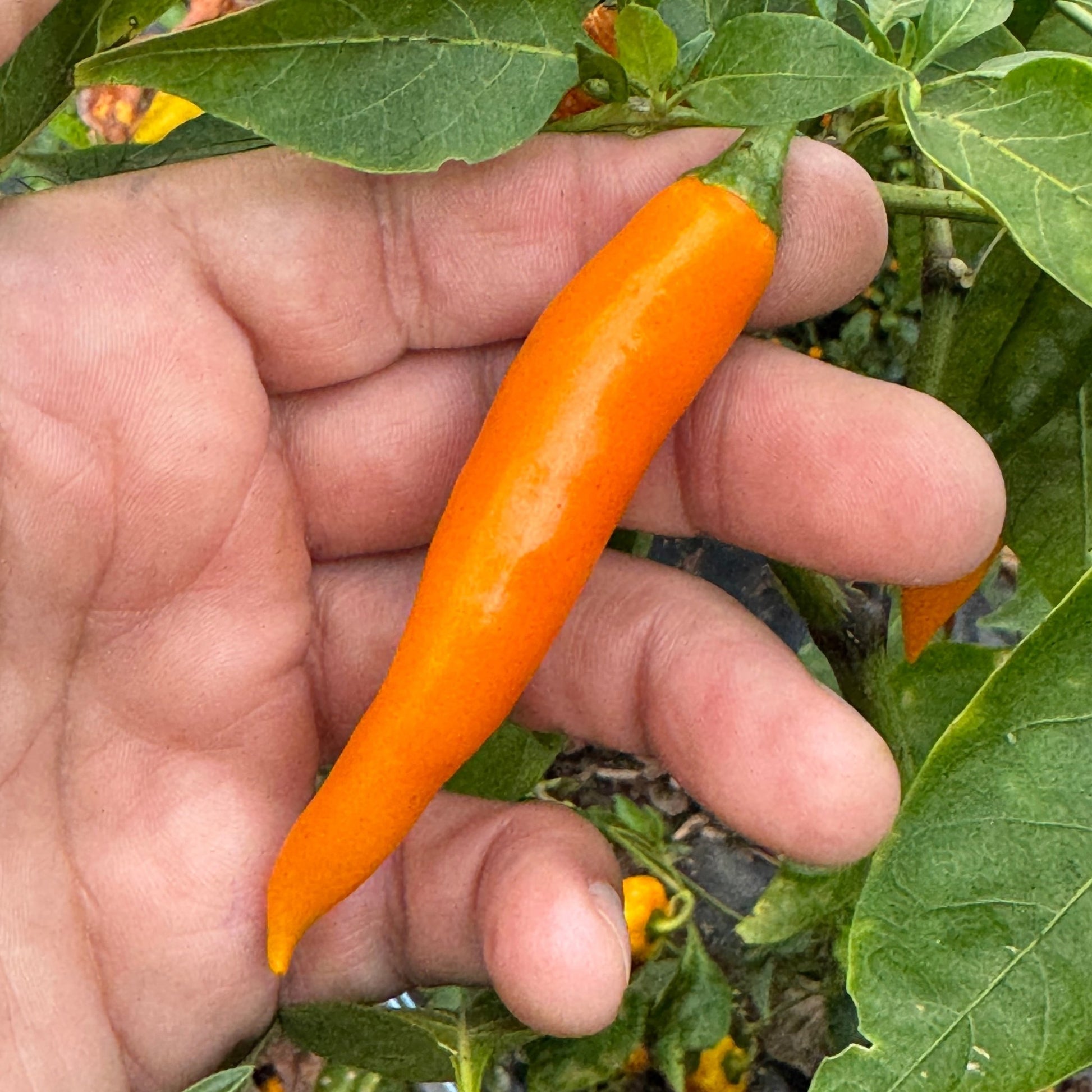 Orange Thai - Seeds - Bohica Pepper Hut - Little Red General Store