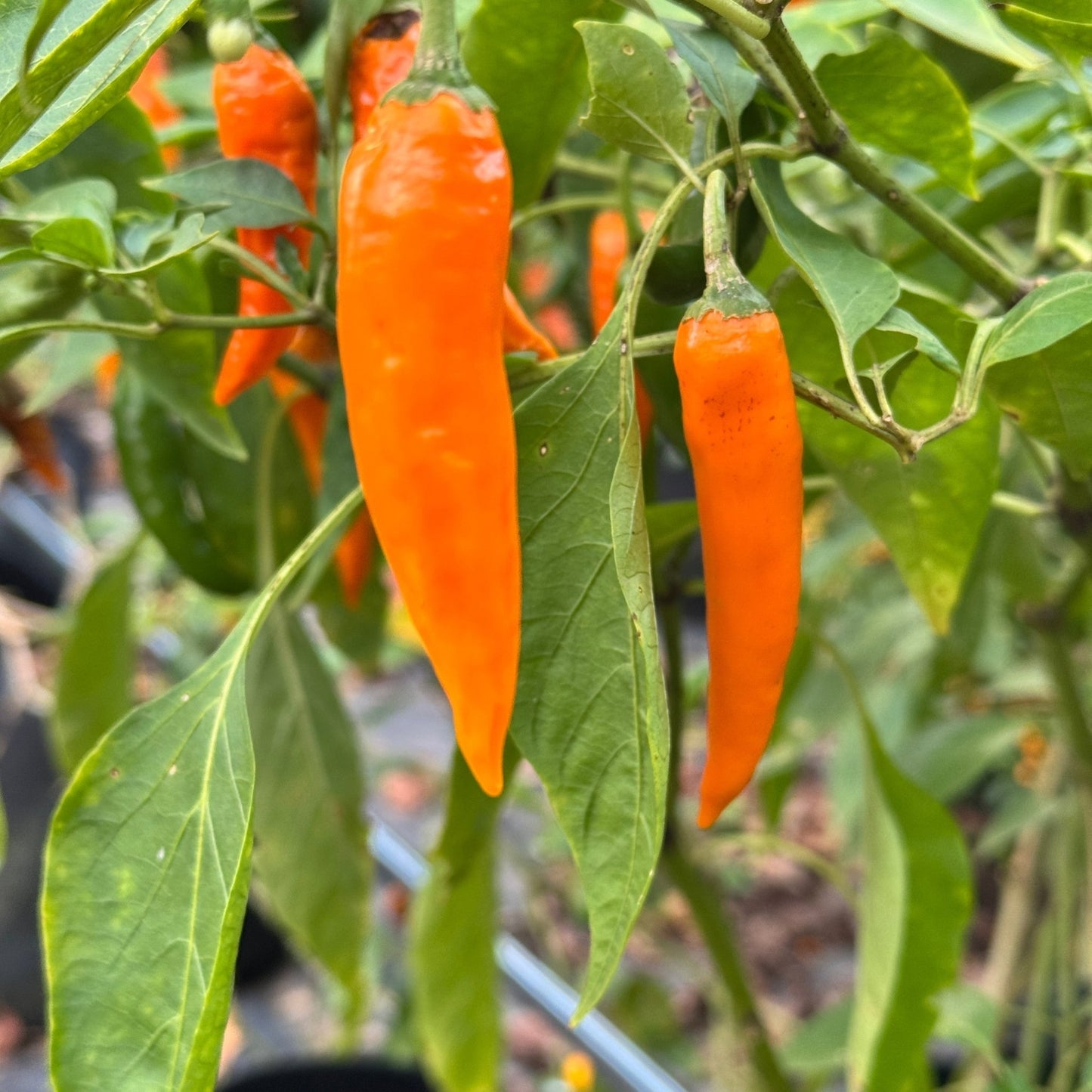 Orange Thai - Seeds - Bohica Pepper Hut - Little Red General Store