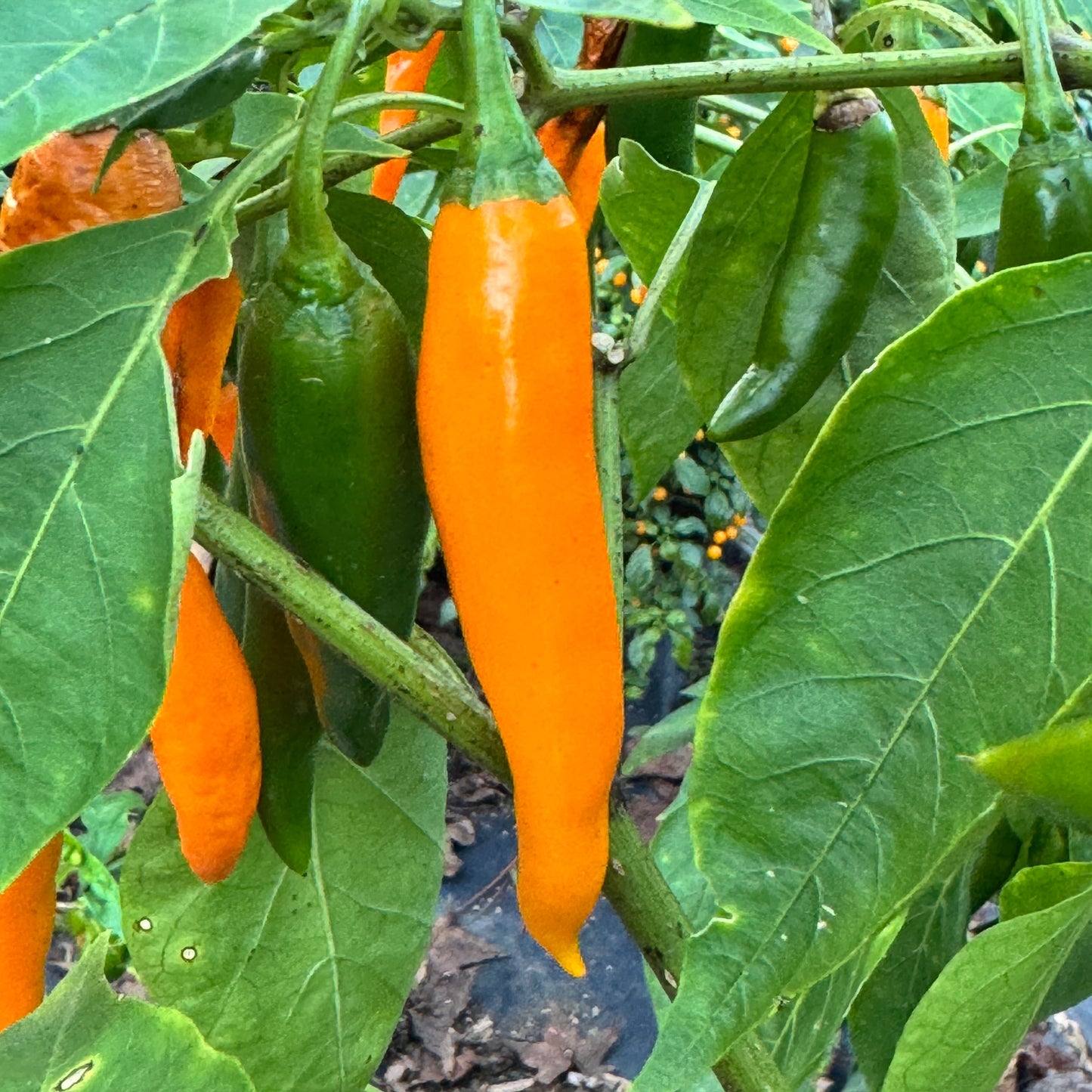 Orange Thai - Seeds - Bohica Pepper Hut - Little Red General Store