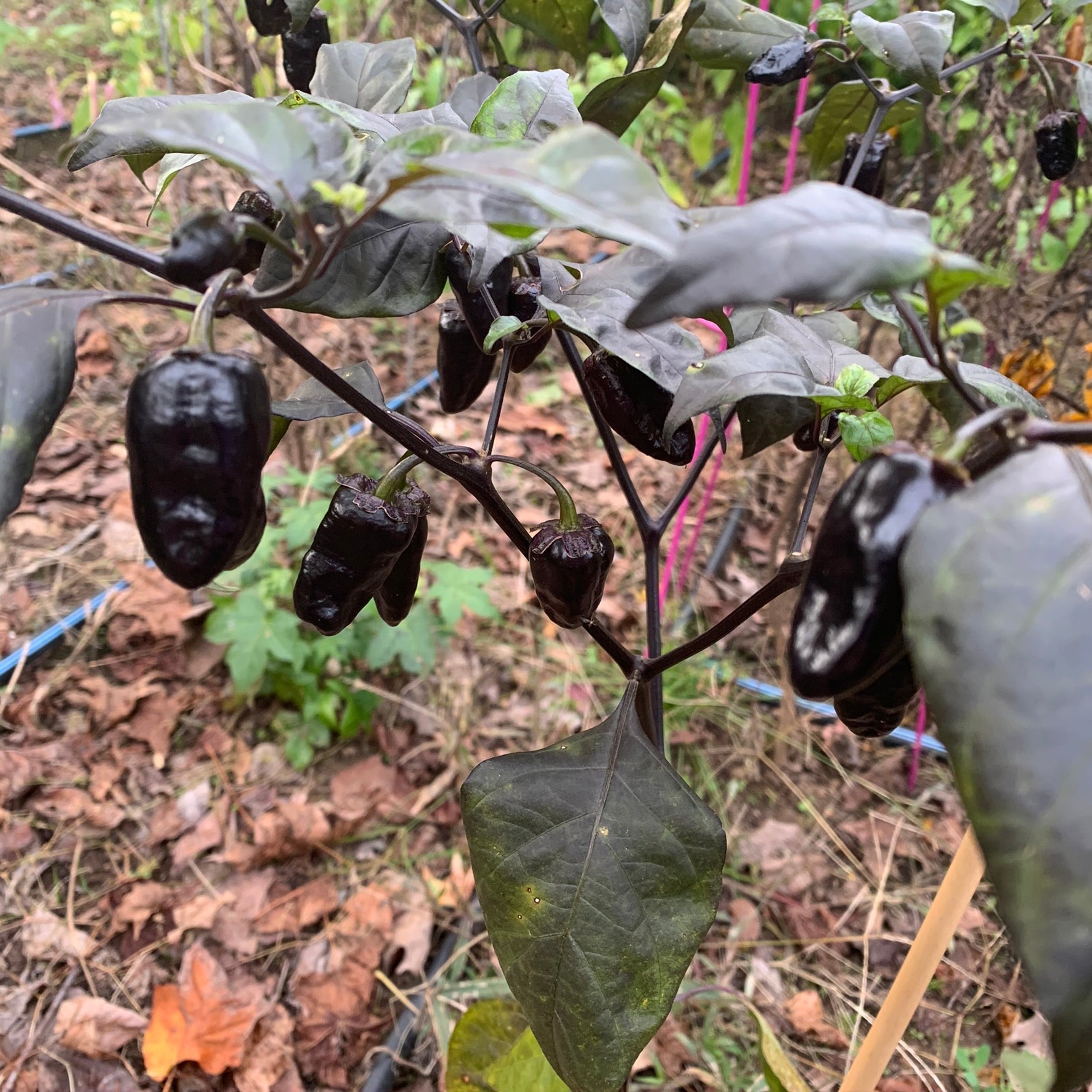 Pimenta Puma - Seeds - Bohica Pepper Hut - Little Red General Store