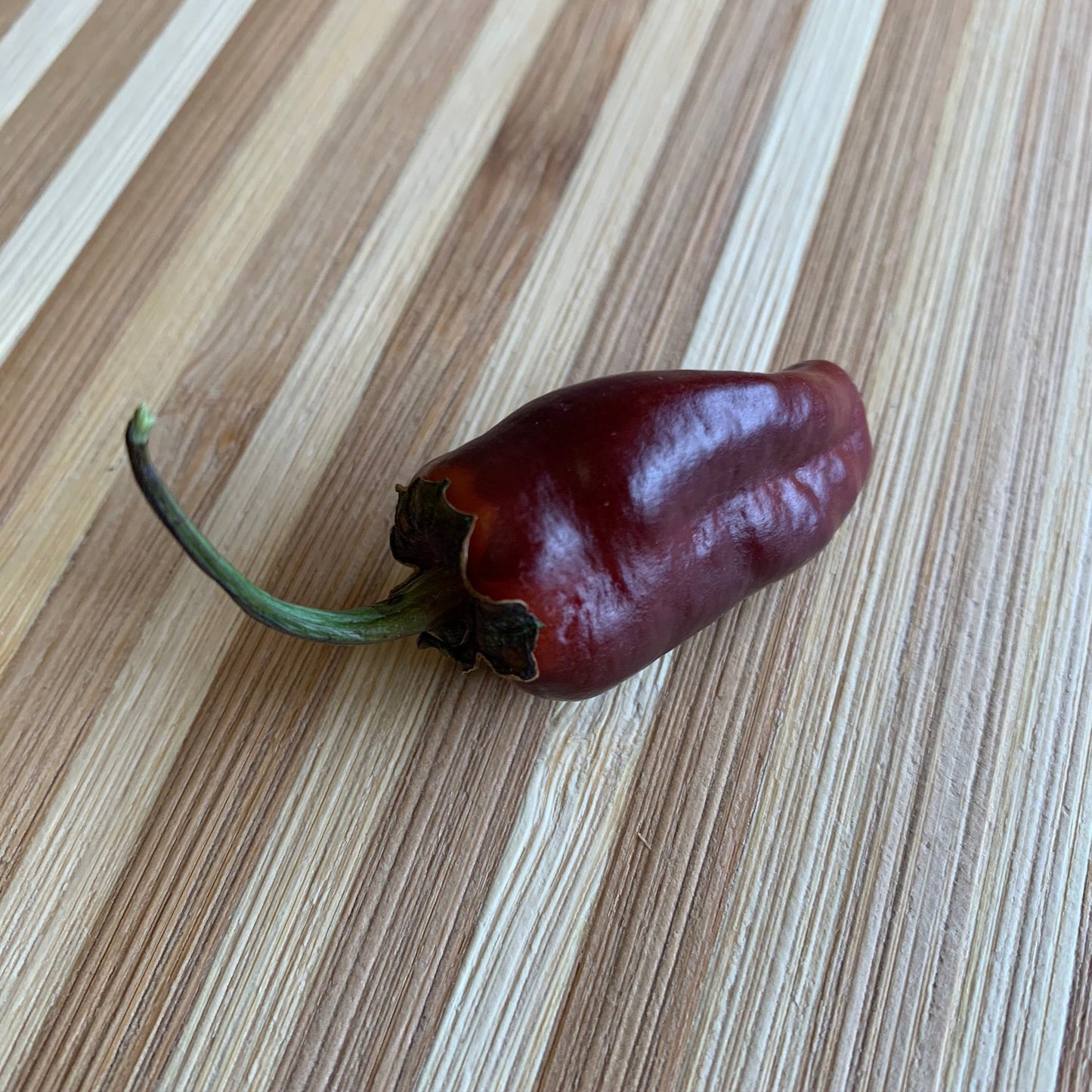 Pimenta Puma - Seeds - Bohica Pepper Hut - Little Red General Store