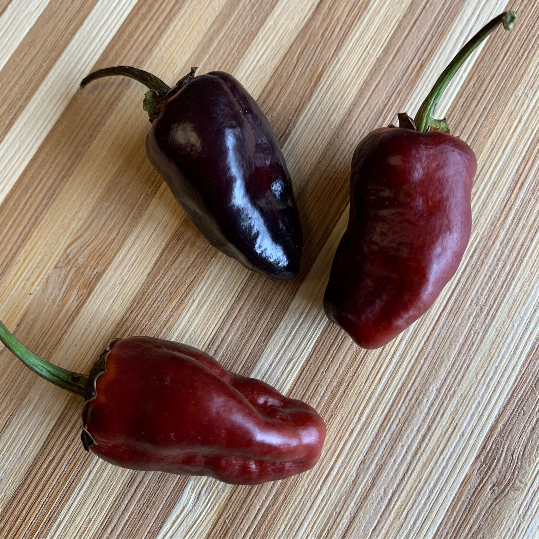 Pimenta Puma - Seeds - Bohica Pepper Hut - Little Red General Store
