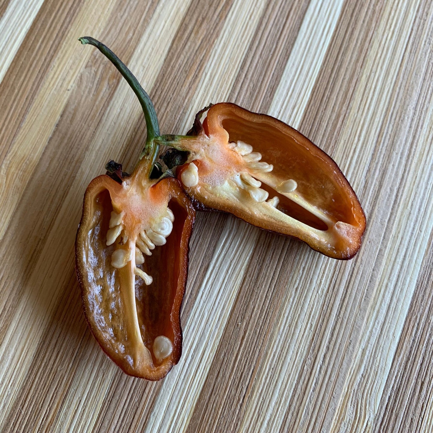 Pimenta Puma - Seeds - Bohica Pepper Hut - Little Red General Store