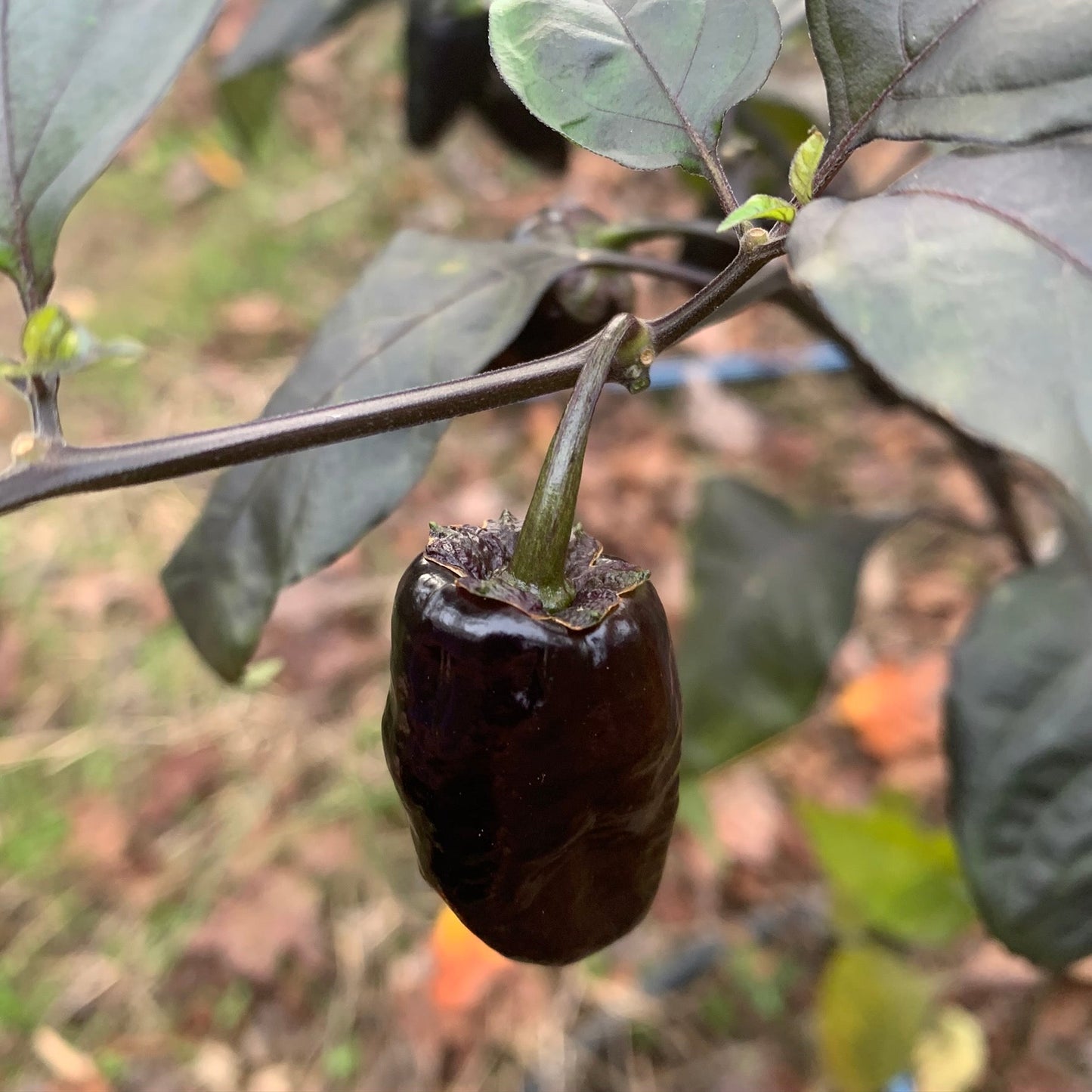 Pimenta Puma - Seeds - Bohica Pepper Hut - Little Red General Store