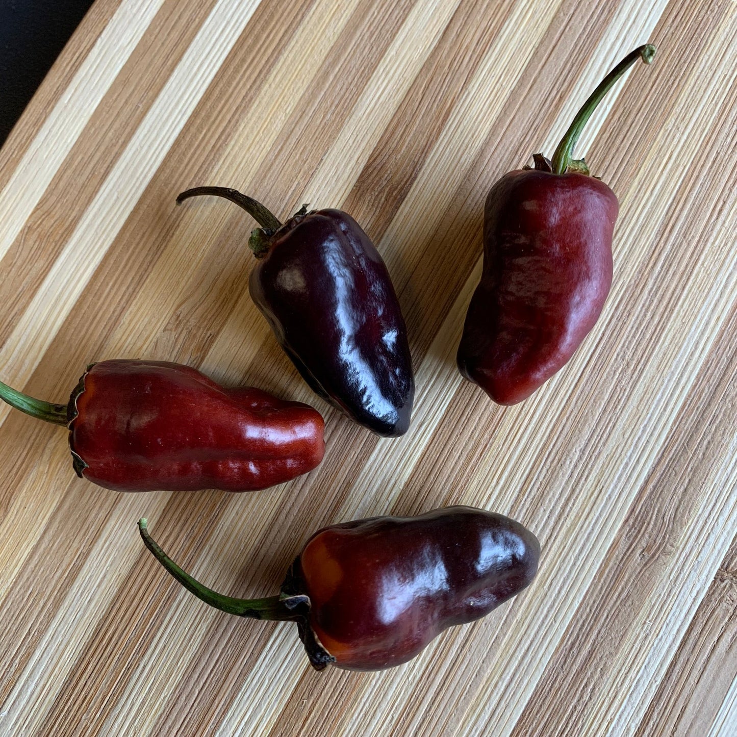 Pimenta Puma - Seeds - Bohica Pepper Hut - Little Red General Store