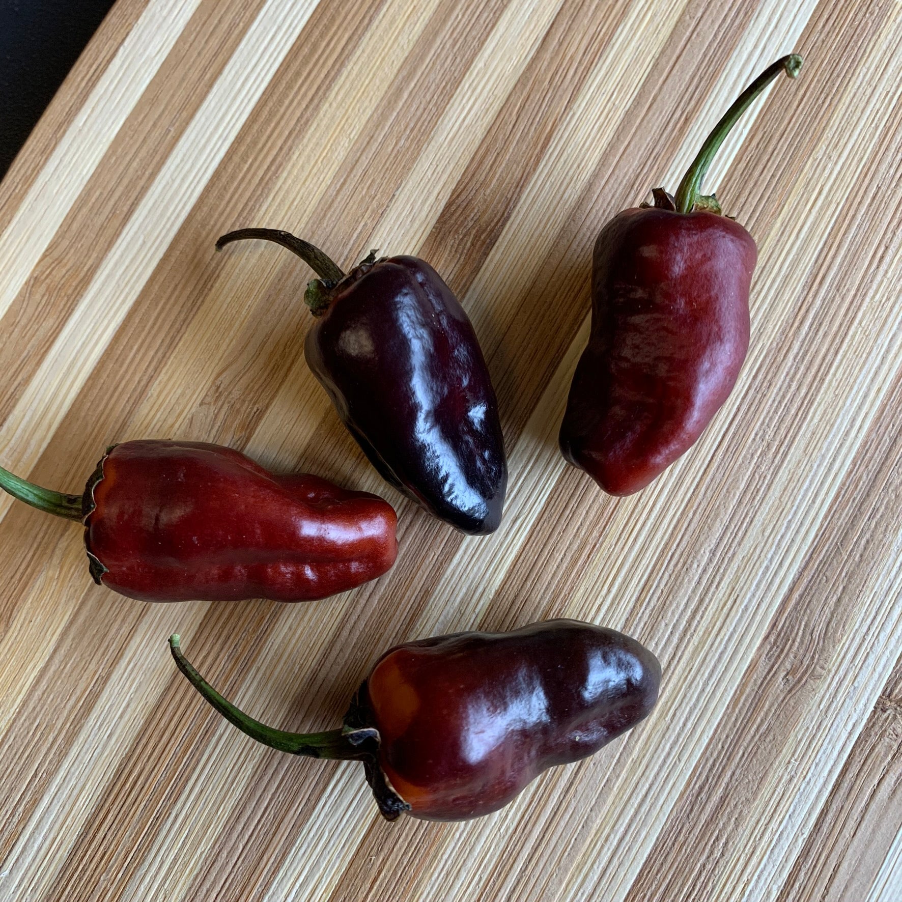 Pimenta Puma - Seeds - Bohica Pepper Hut - Little Red General Store